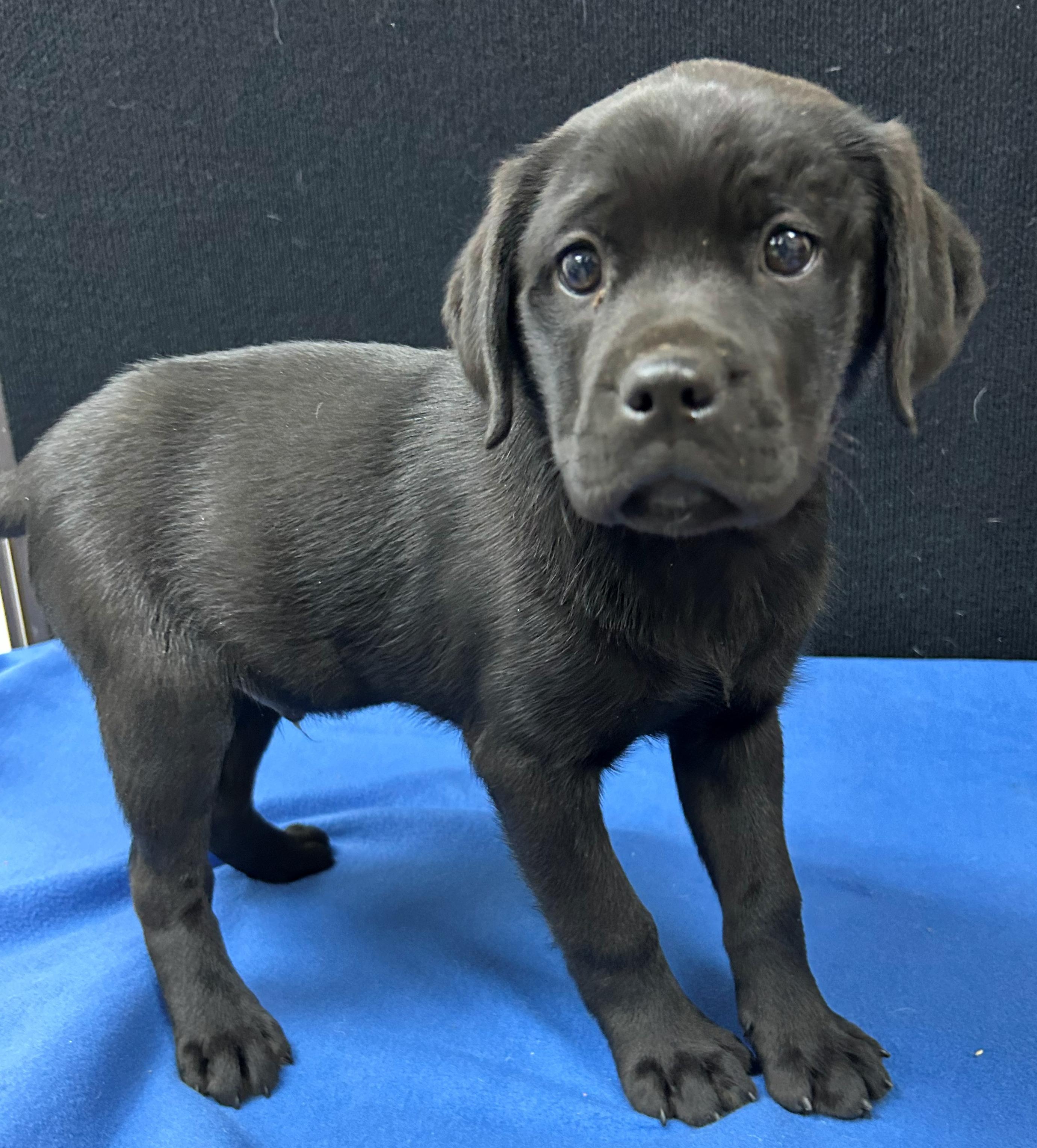 Enlarge Harrington, a Adoptable mixed breed in Neillsville, WI image 4/5