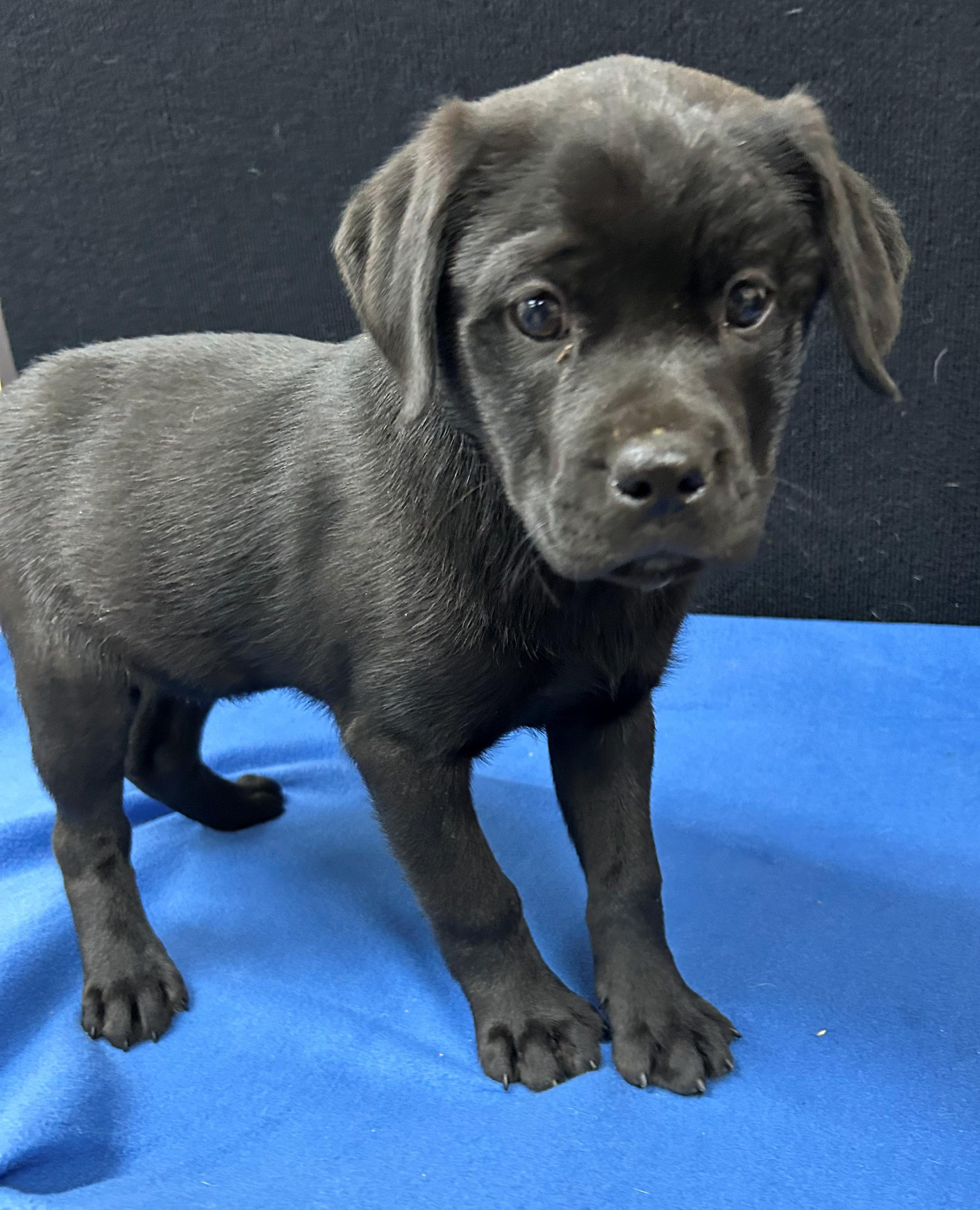 Enlarge Harrington, a Adoptable mixed breed in Neillsville, WI image 5/5