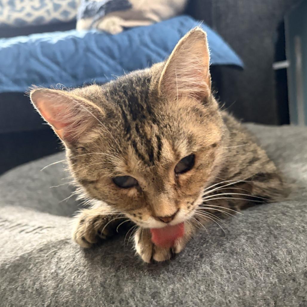 Hope, a Adoptable Domestic Short Hair in Frederick, MD image 1/5