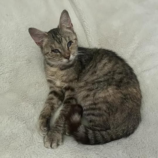 Enlarge Hope, a Adoptable Domestic Short Hair in Frederick, MD image 1/1