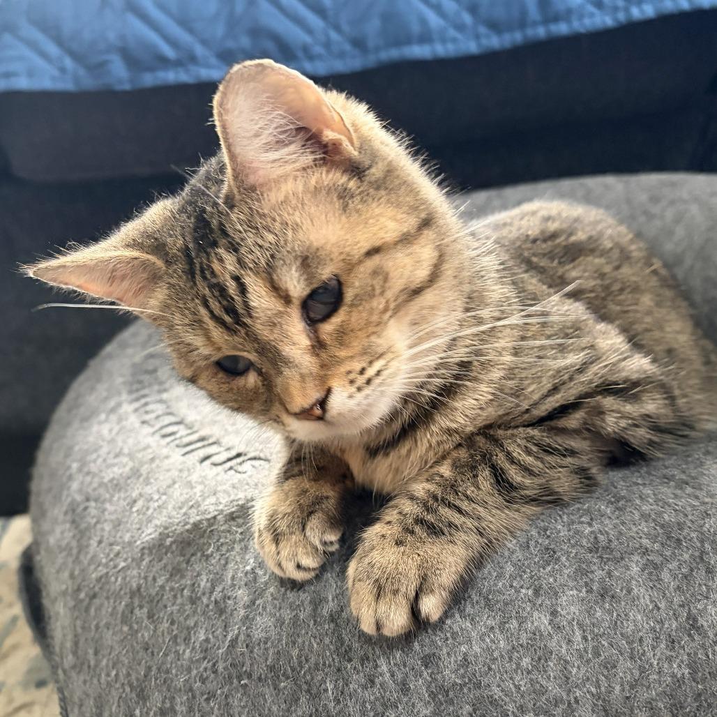 Hope, a Adoptable Domestic Short Hair in Frederick, MD image 3/5