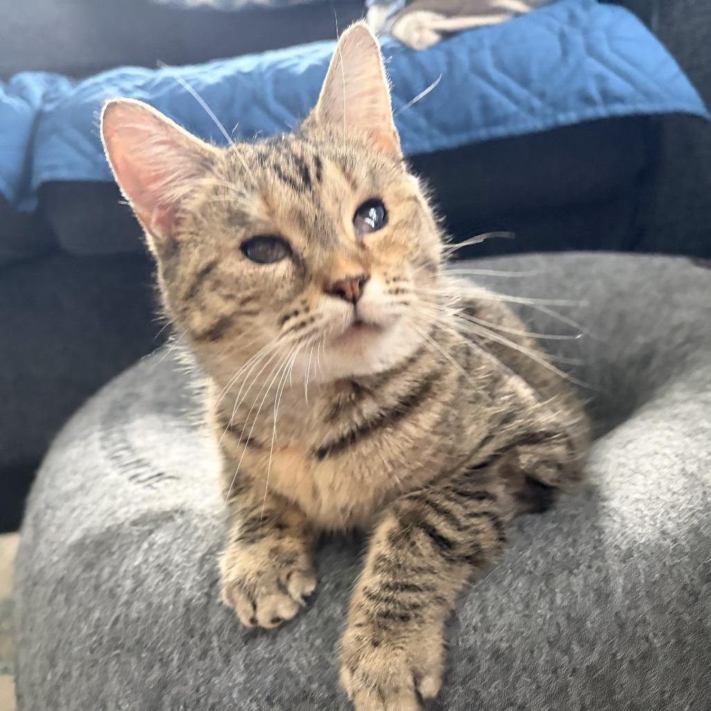 Hope, a Adoptable Domestic Short Hair in Frederick, MD image 5/5