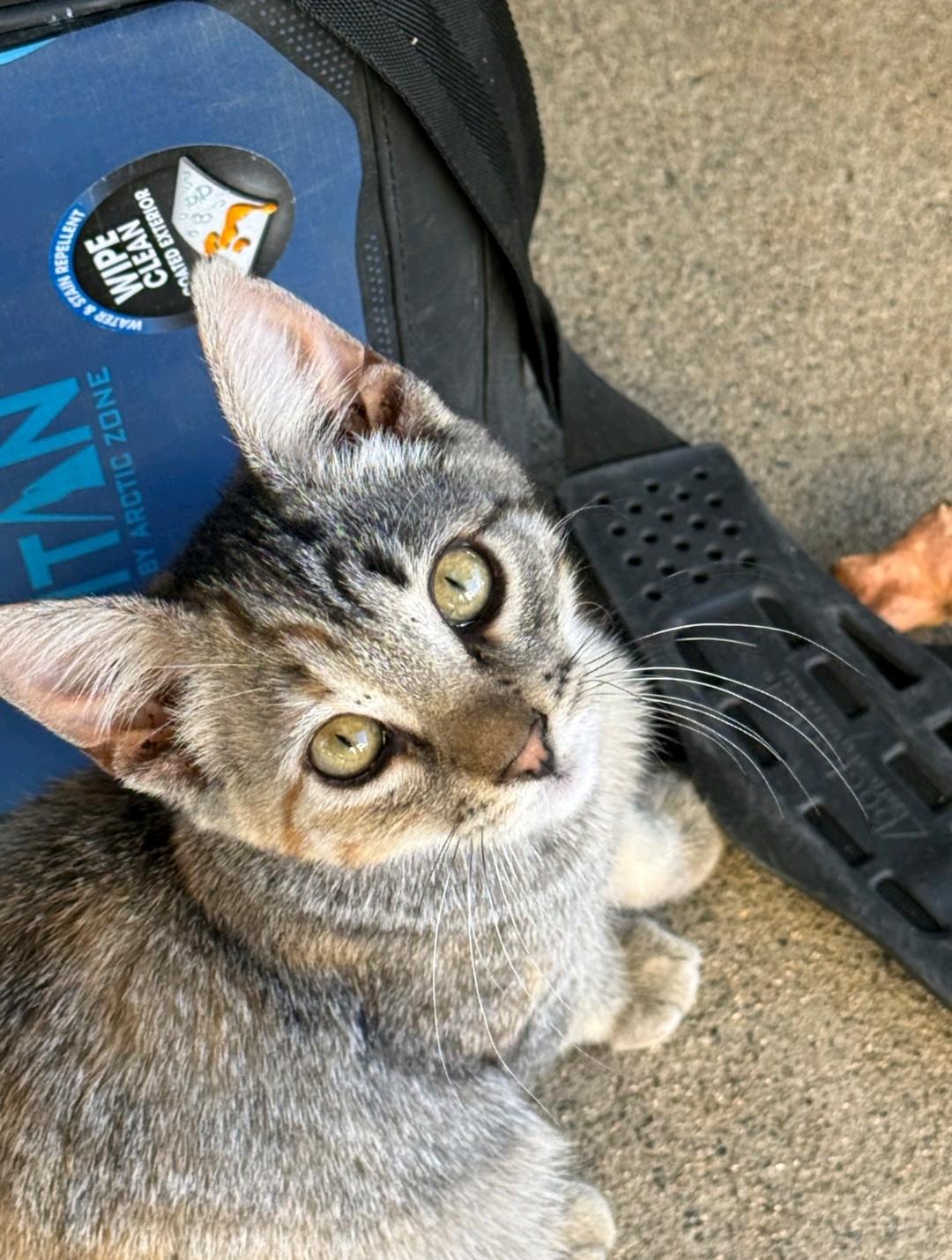 Chloe, Adoptable, Kitten Female Domestic Short Hair.