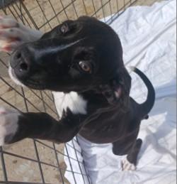 Lynyrd, Adoptable, Puppy Male Hound & Mixed Breed.