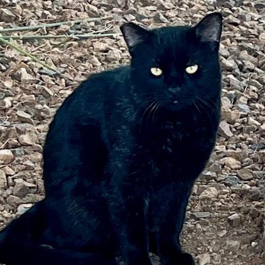 Salem, Adoptable, Senior Male Domestic Short Hair.