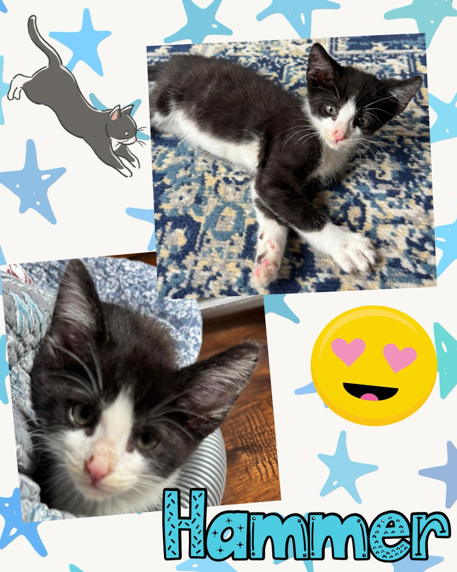 Hammer, ADOPTABLE, Kitten Male Tuxedo.