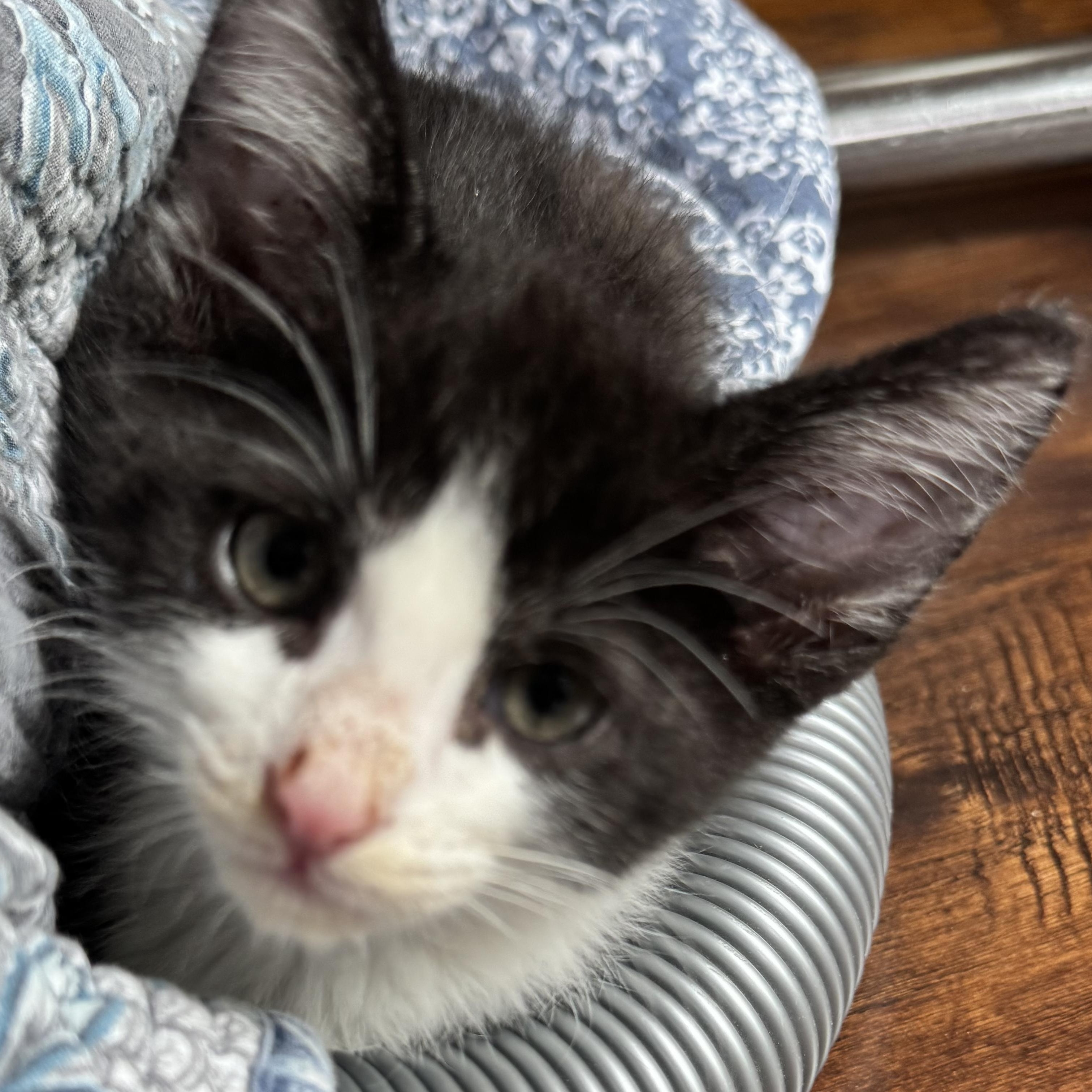 Hammer, a ADOPTABLE Tuxedo in Pasco, WA image 2/5