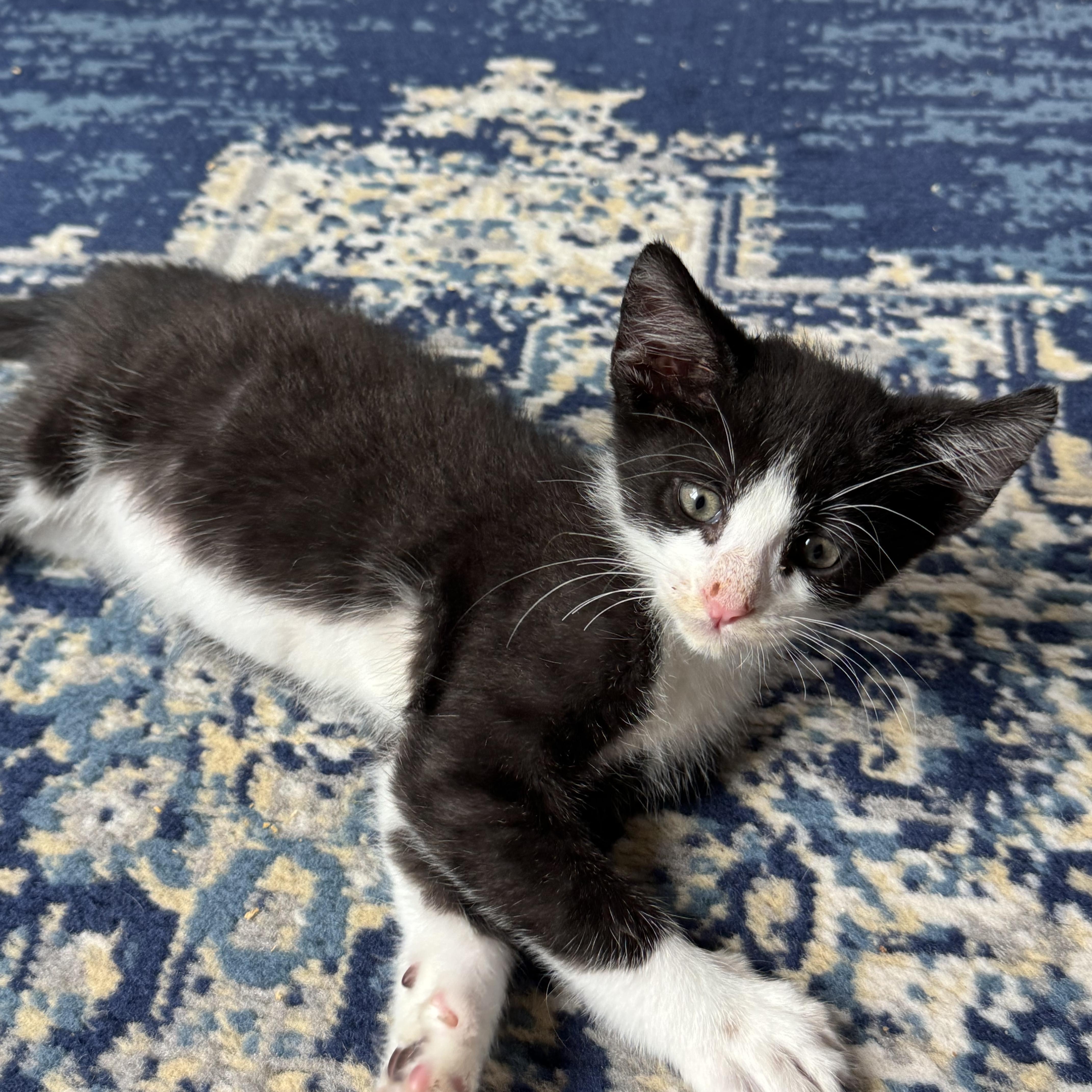 Hammer, a ADOPTABLE Tuxedo in Pasco, WA image 5/5