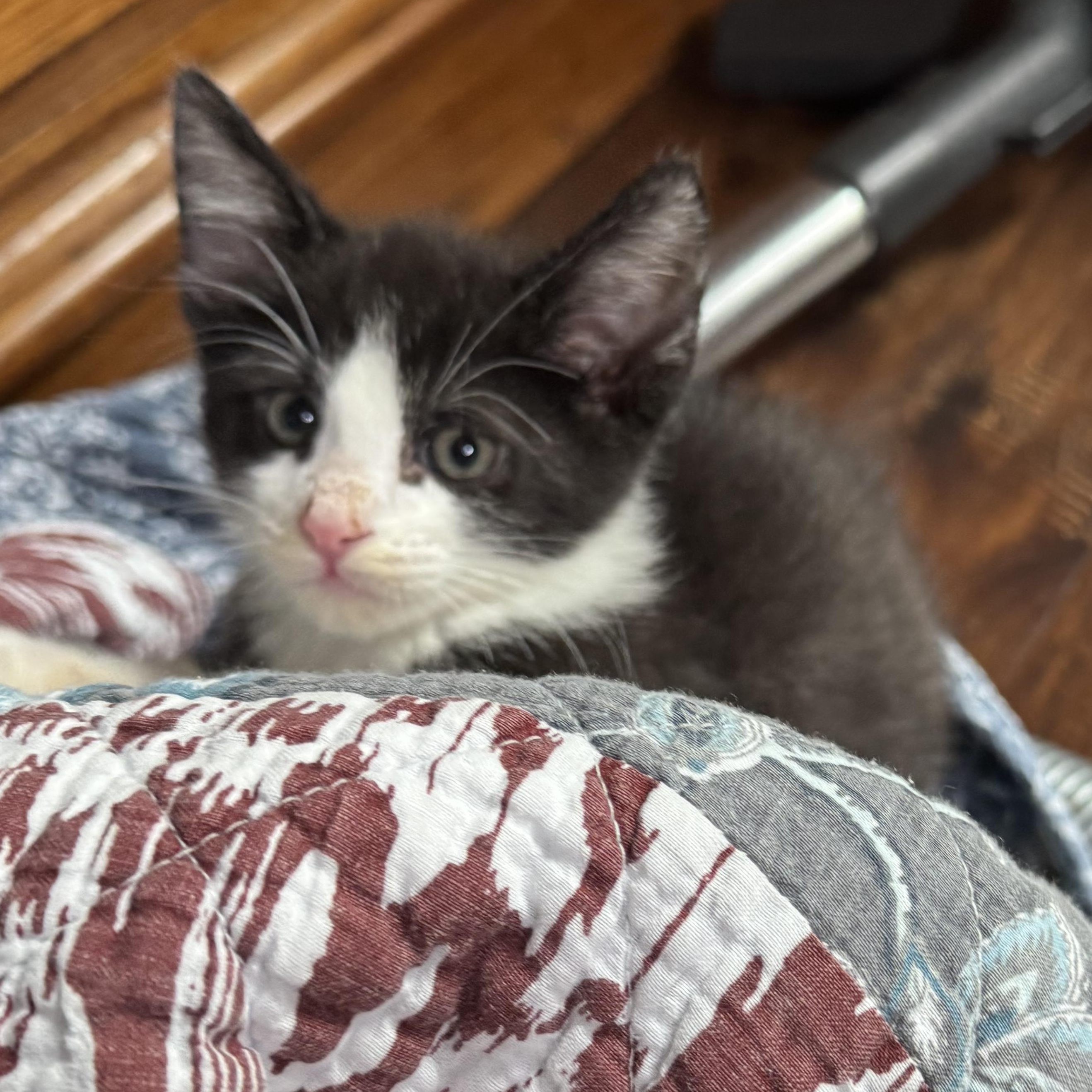 Hammer, a ADOPTABLE Tuxedo in Pasco, WA image 3/5