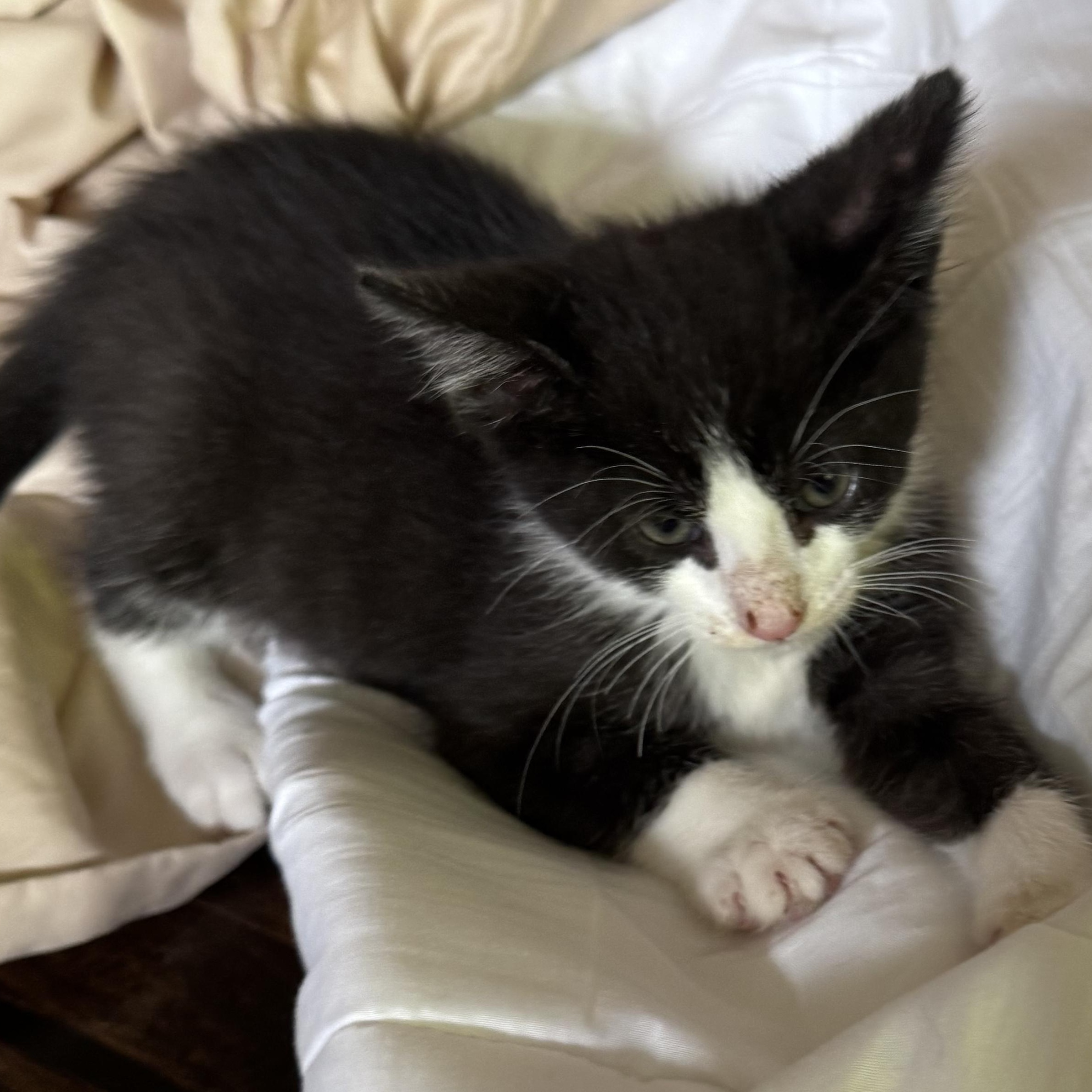 Hammer, a ADOPTABLE Tuxedo in Pasco, WA image 4/5