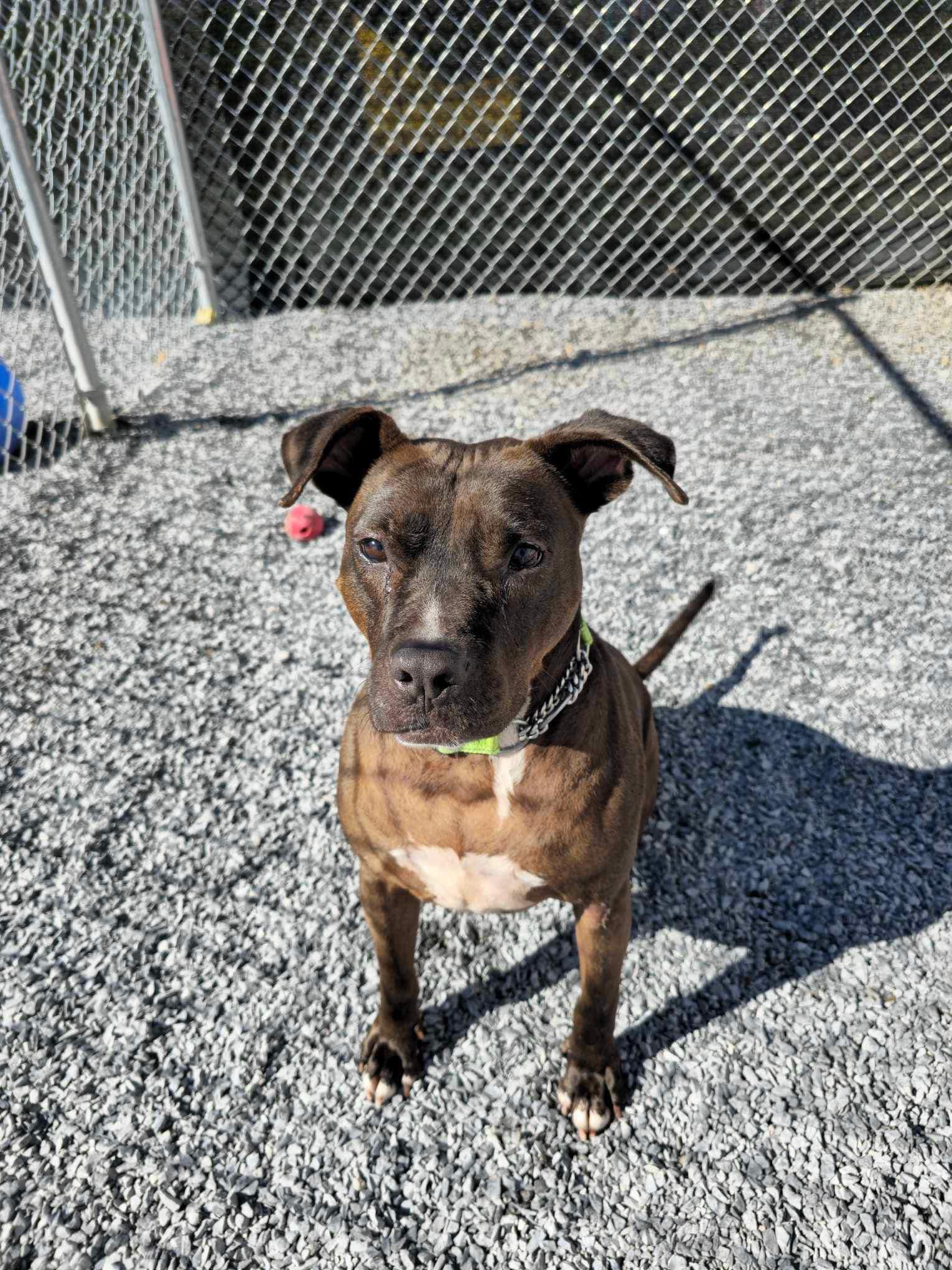 Enlarge Sparrow, a Adoptable mixed breed in Stahlstown, PA image 1/6