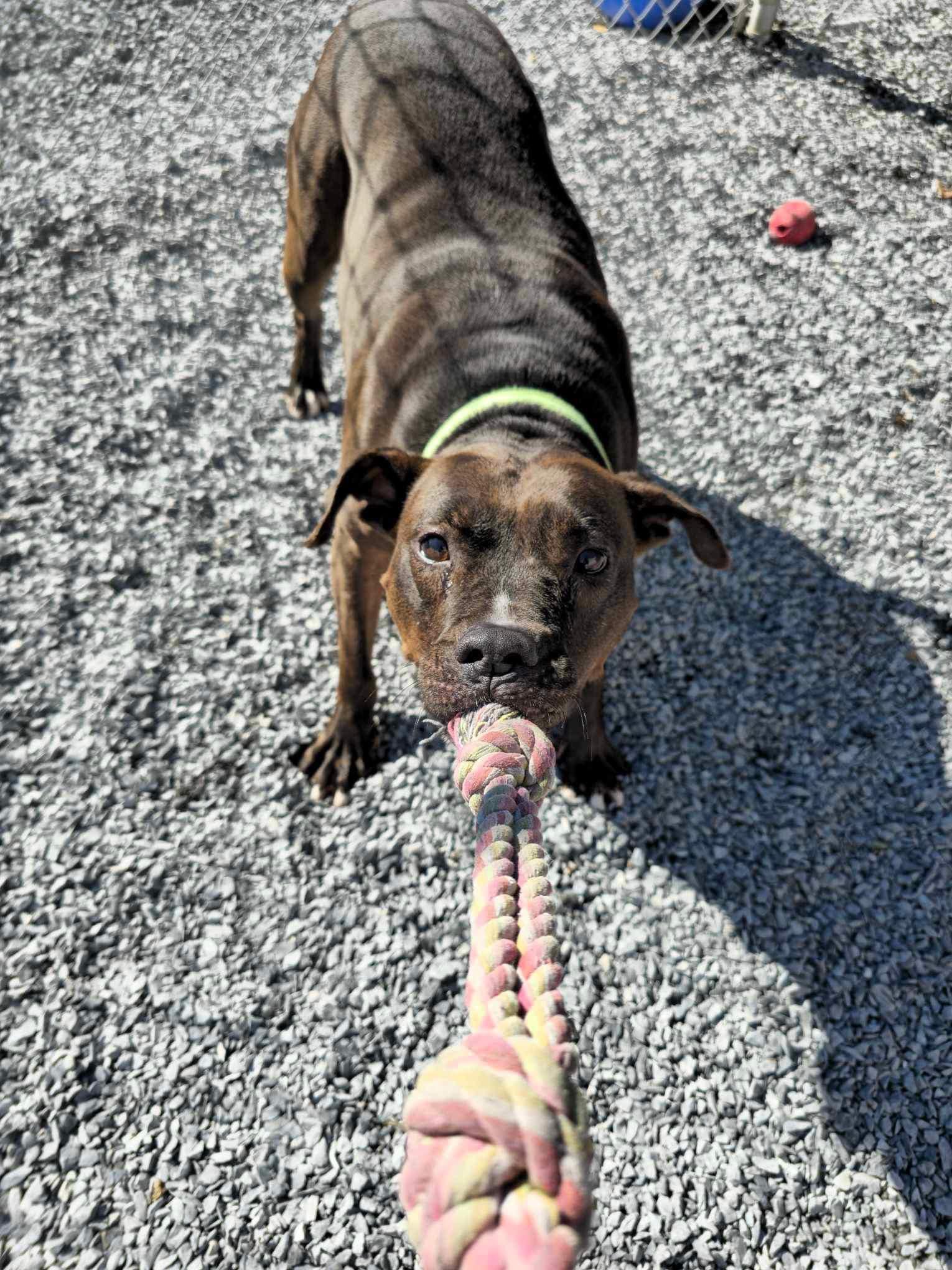 Enlarge Sparrow, a Adoptable mixed breed in Stahlstown, PA image 4/6
