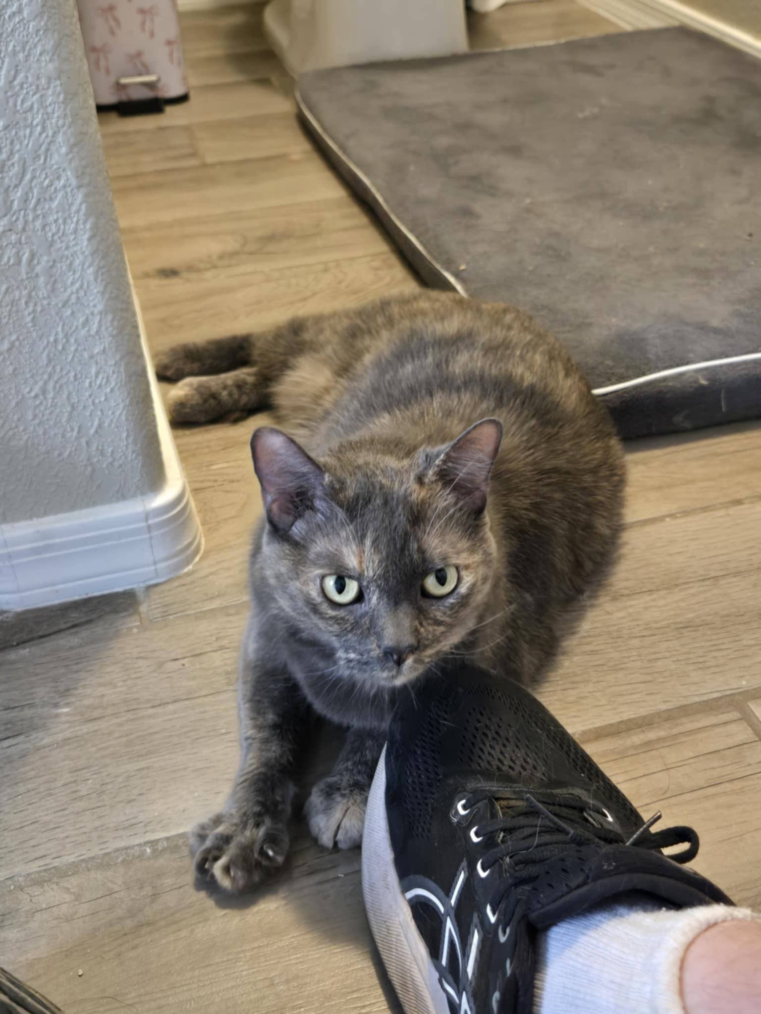 Enlarge Lexi, a Adopted mixed breed in Sierra Vista, AZ image 4/6