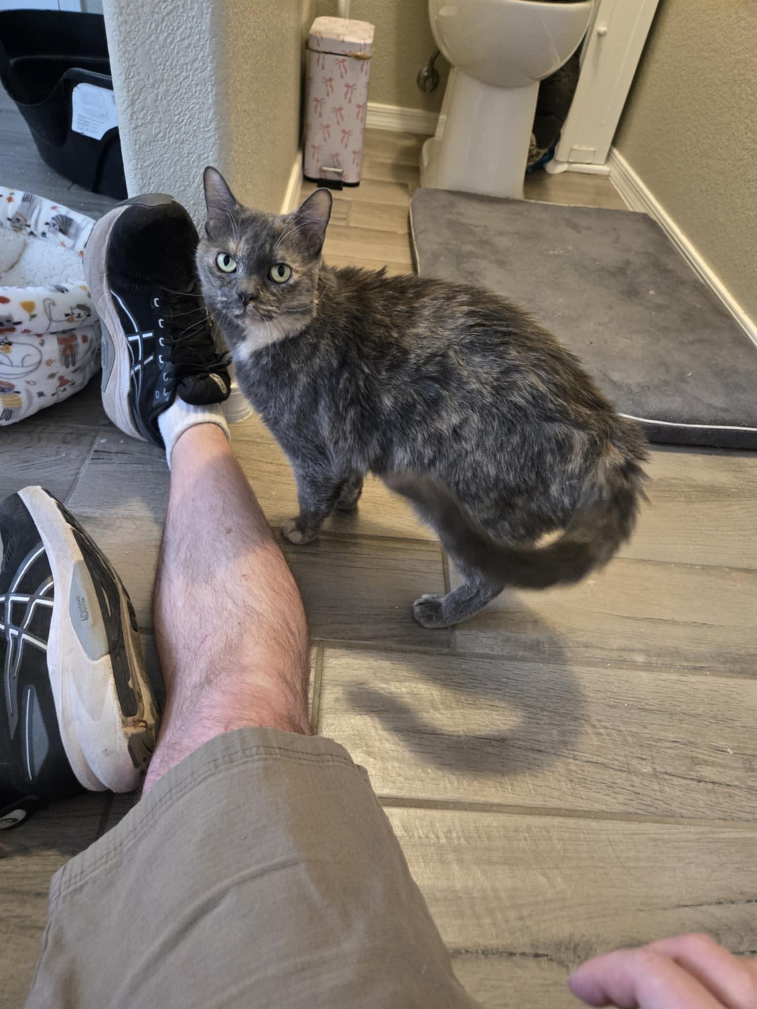 Enlarge Lexi, a Adopted mixed breed in Sierra Vista, AZ image 5/6