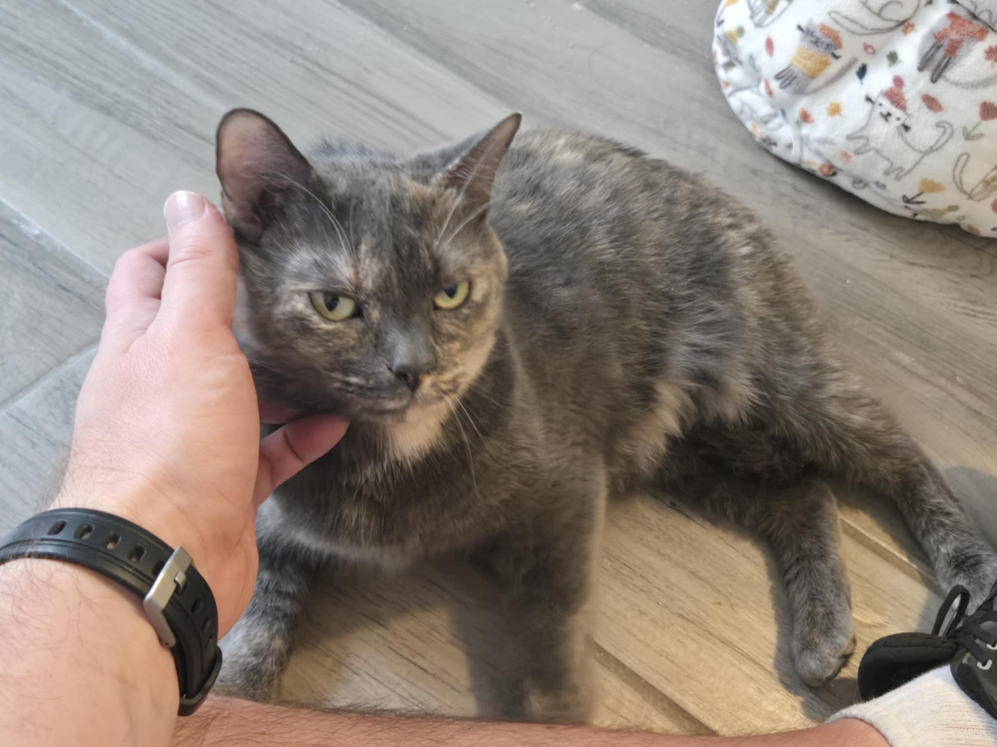 Lexi, Adopted, Adult Female Domestic Short Hair & British Shorthair.