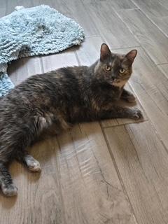 Enlarge Lexi, a Adopted mixed breed in Sierra Vista, AZ image 6/6