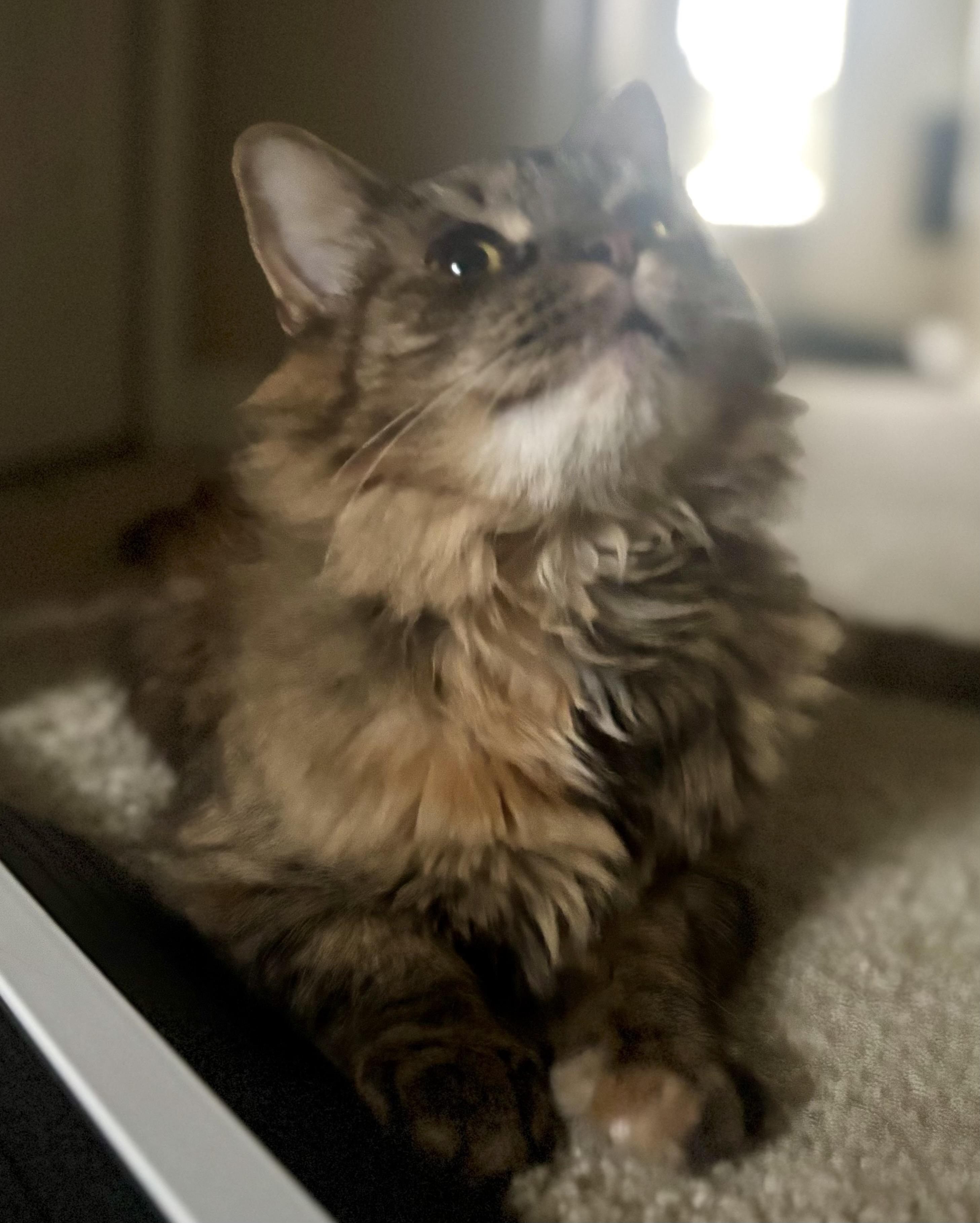 Millie, ADOPTABLE, Young Female Domestic Medium Hair.