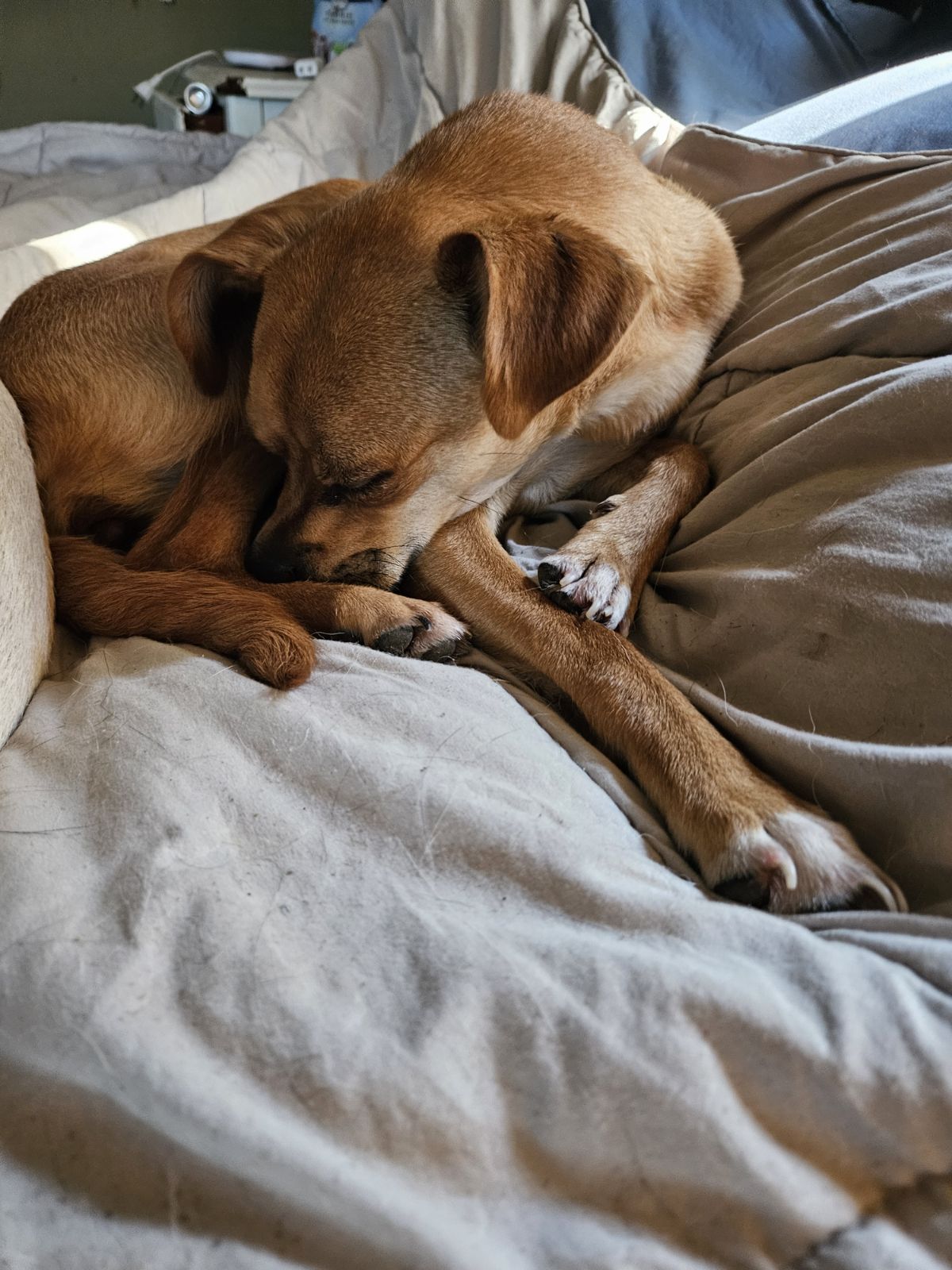 Enlarge Ava, a Adopted mixed breed in Gadsden, AL image 2/4