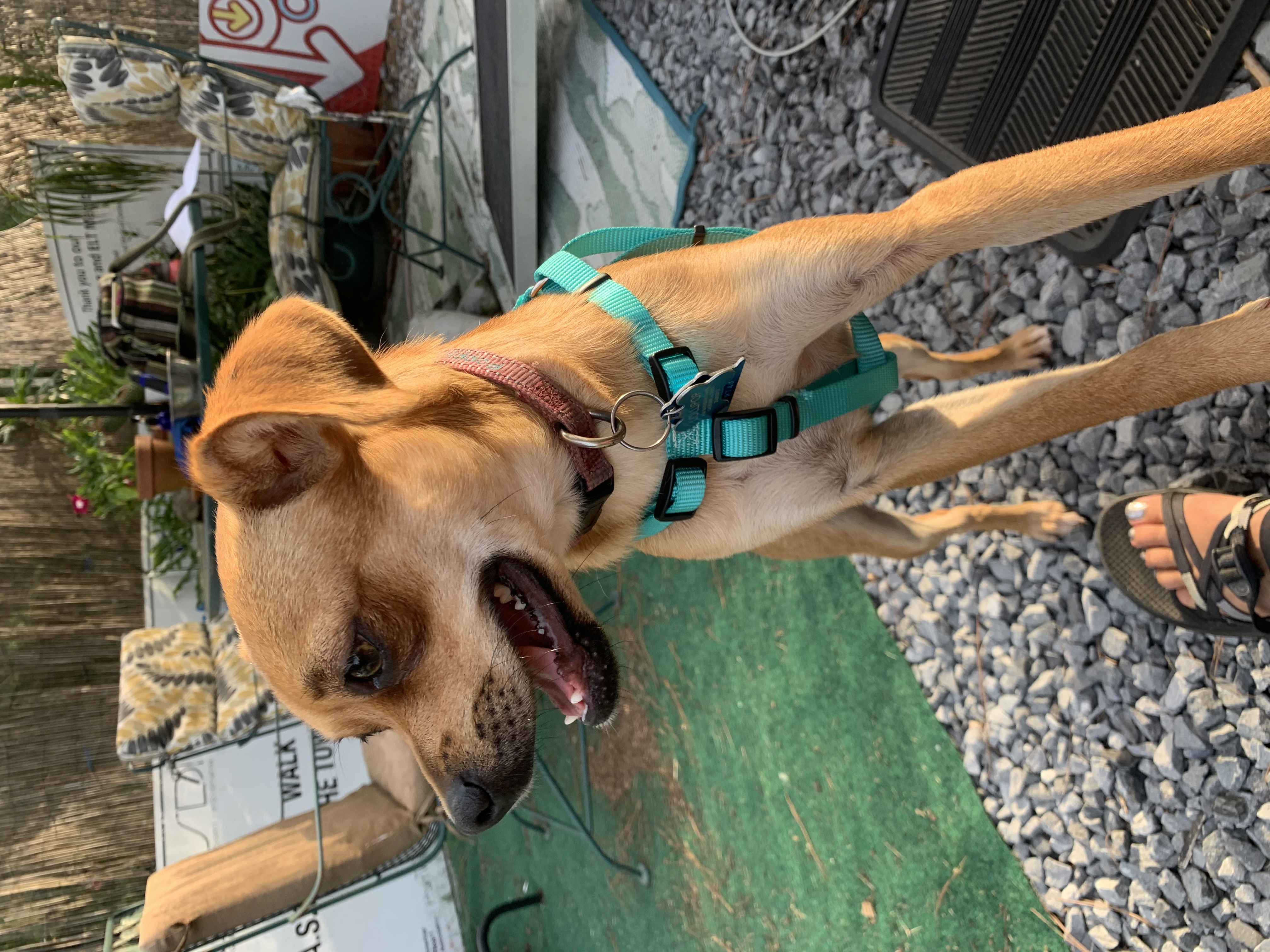 Enlarge Ava, a Adopted mixed breed in Gadsden, AL image 3/4