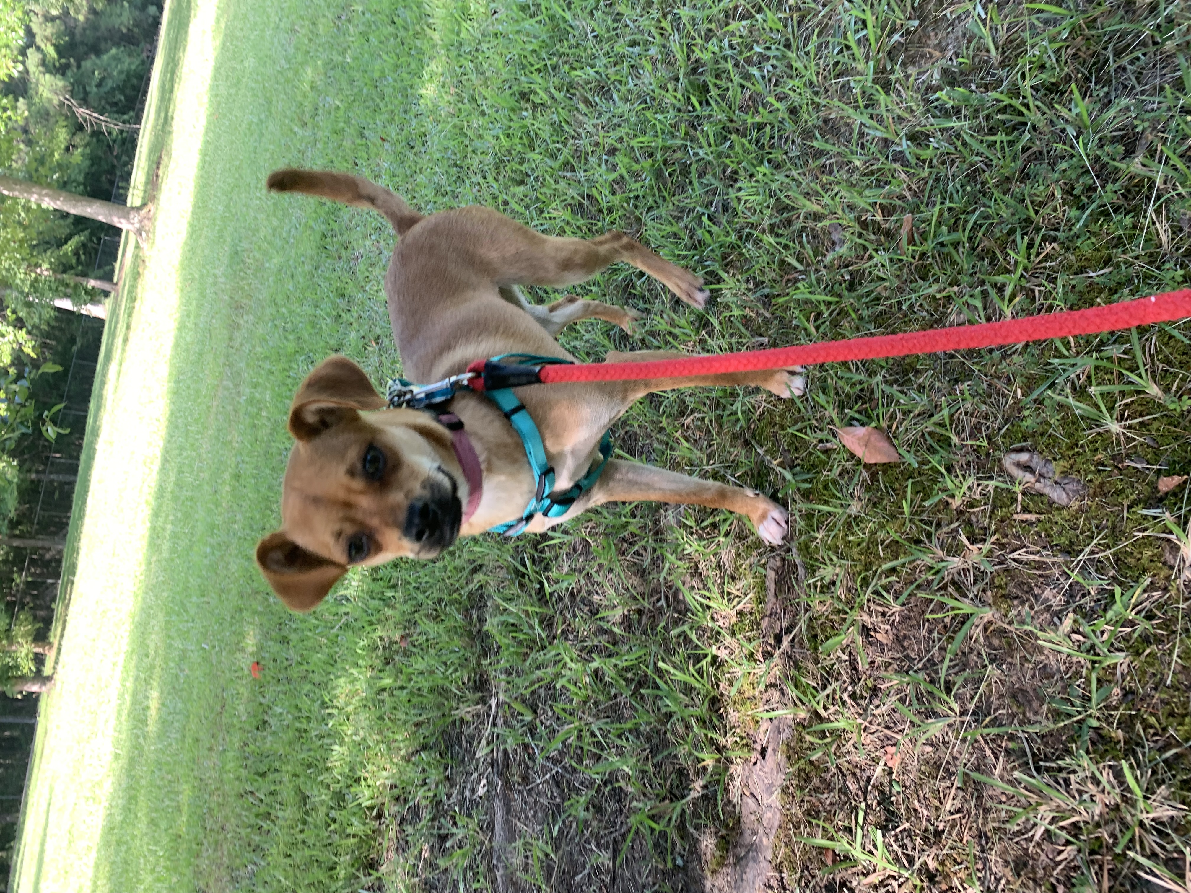 Enlarge Ava, a Adopted mixed breed in Gadsden, AL image 1/4