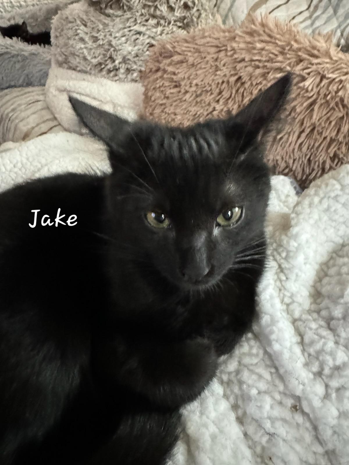 Jake, a Adoptable Domestic Medium Hair in Waterloo, IA image 5/5