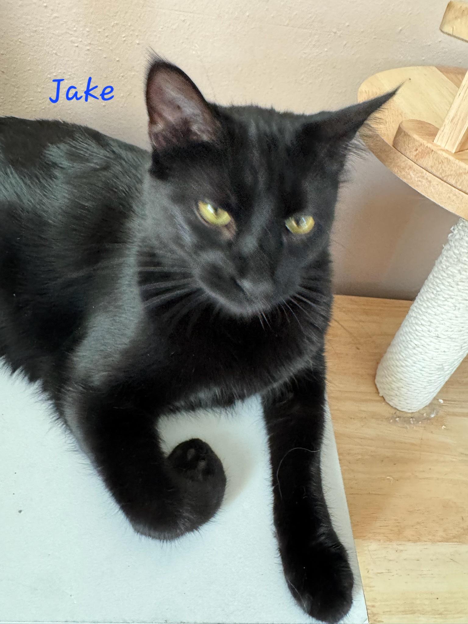 Jake, a Adoptable Domestic Medium Hair in Waterloo, IA image 1/5