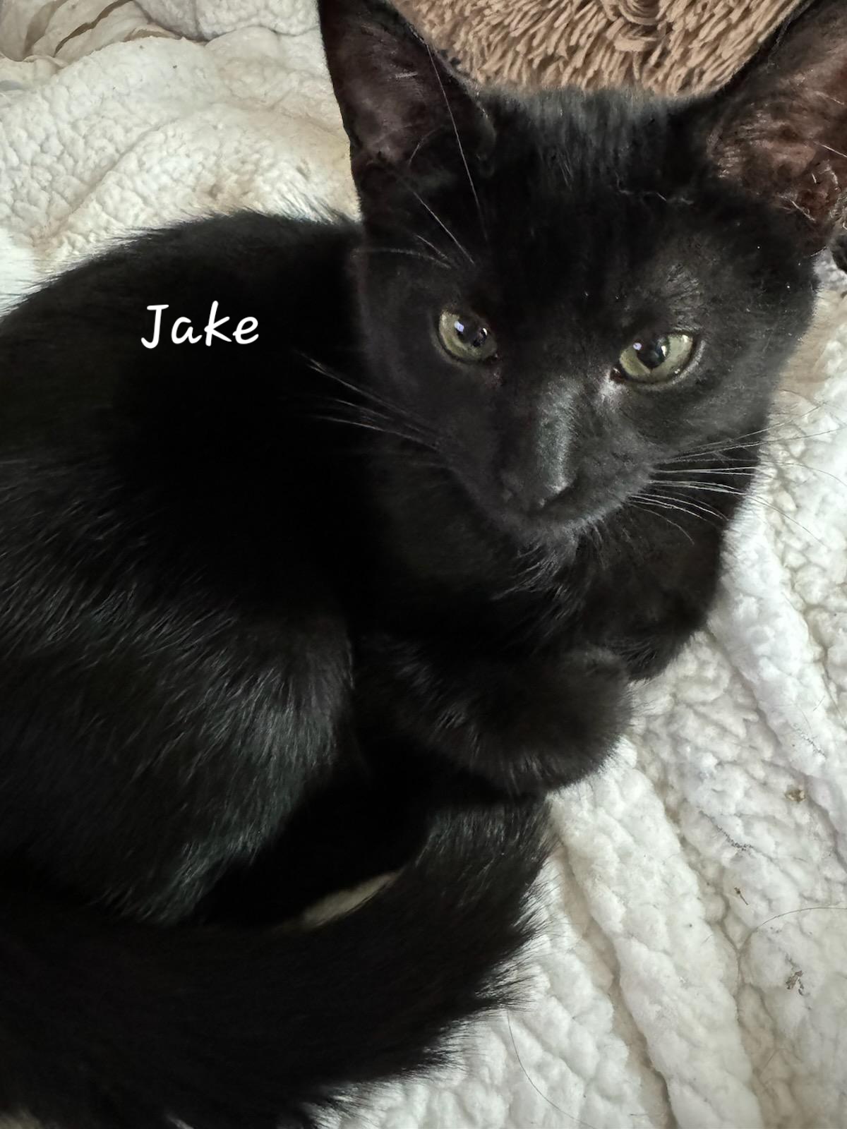 Jake, a Adoptable Domestic Medium Hair in Waterloo, IA image 3/5