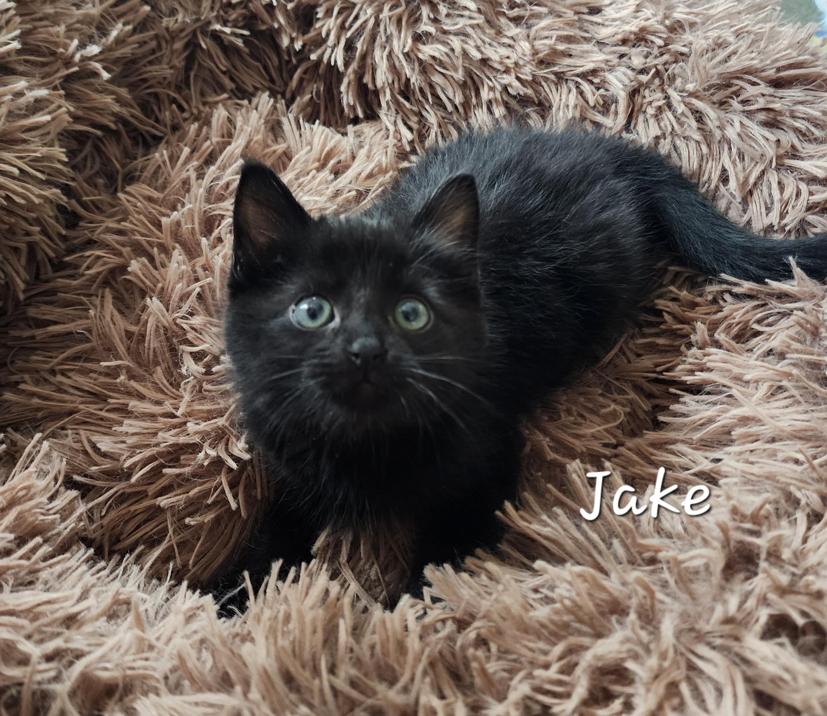 Jake, a Adoptable Domestic Medium Hair in Waterloo, IA image 4/5