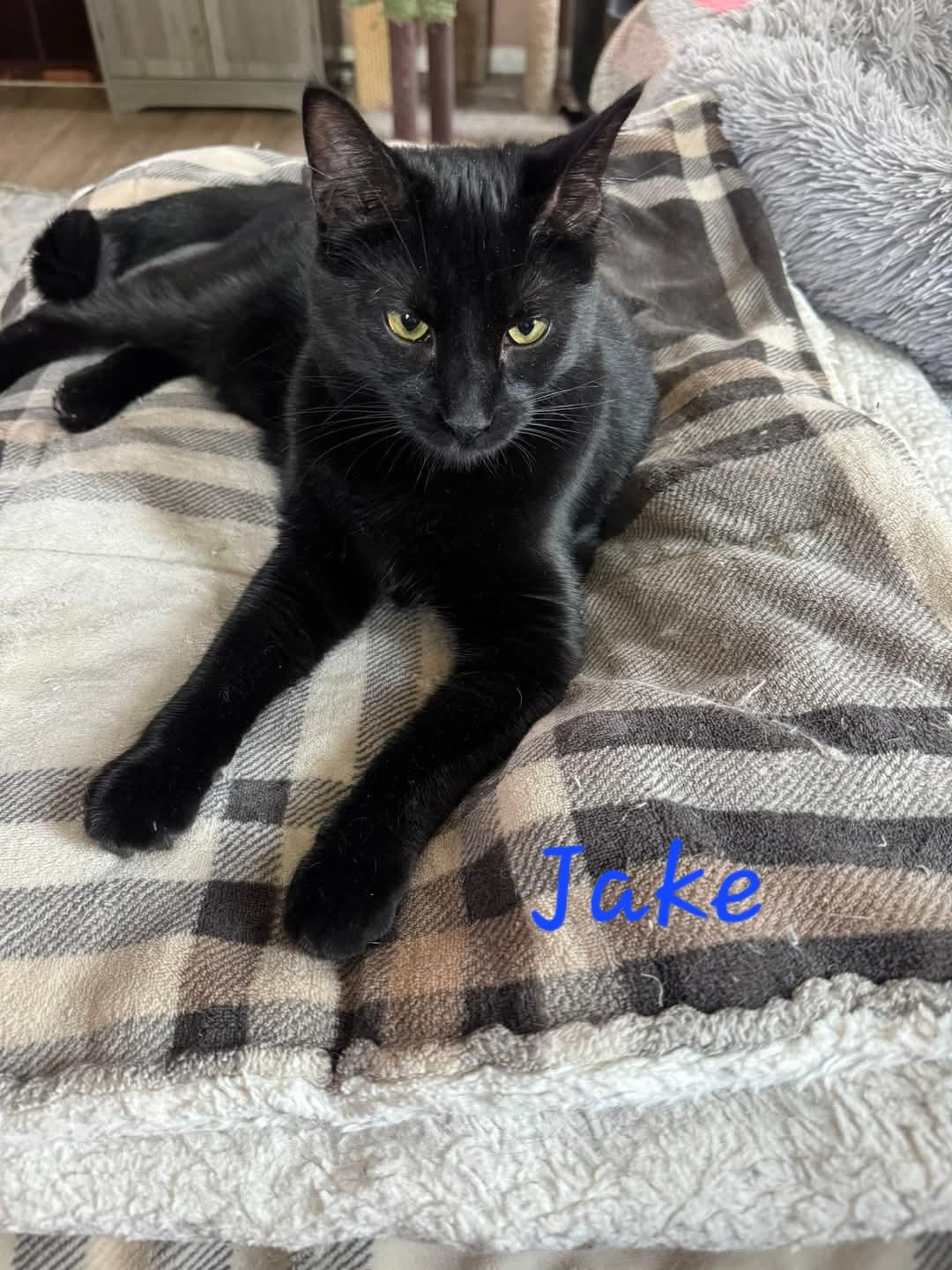 Jake, a Adoptable Domestic Medium Hair in Waterloo, IA image 2/5