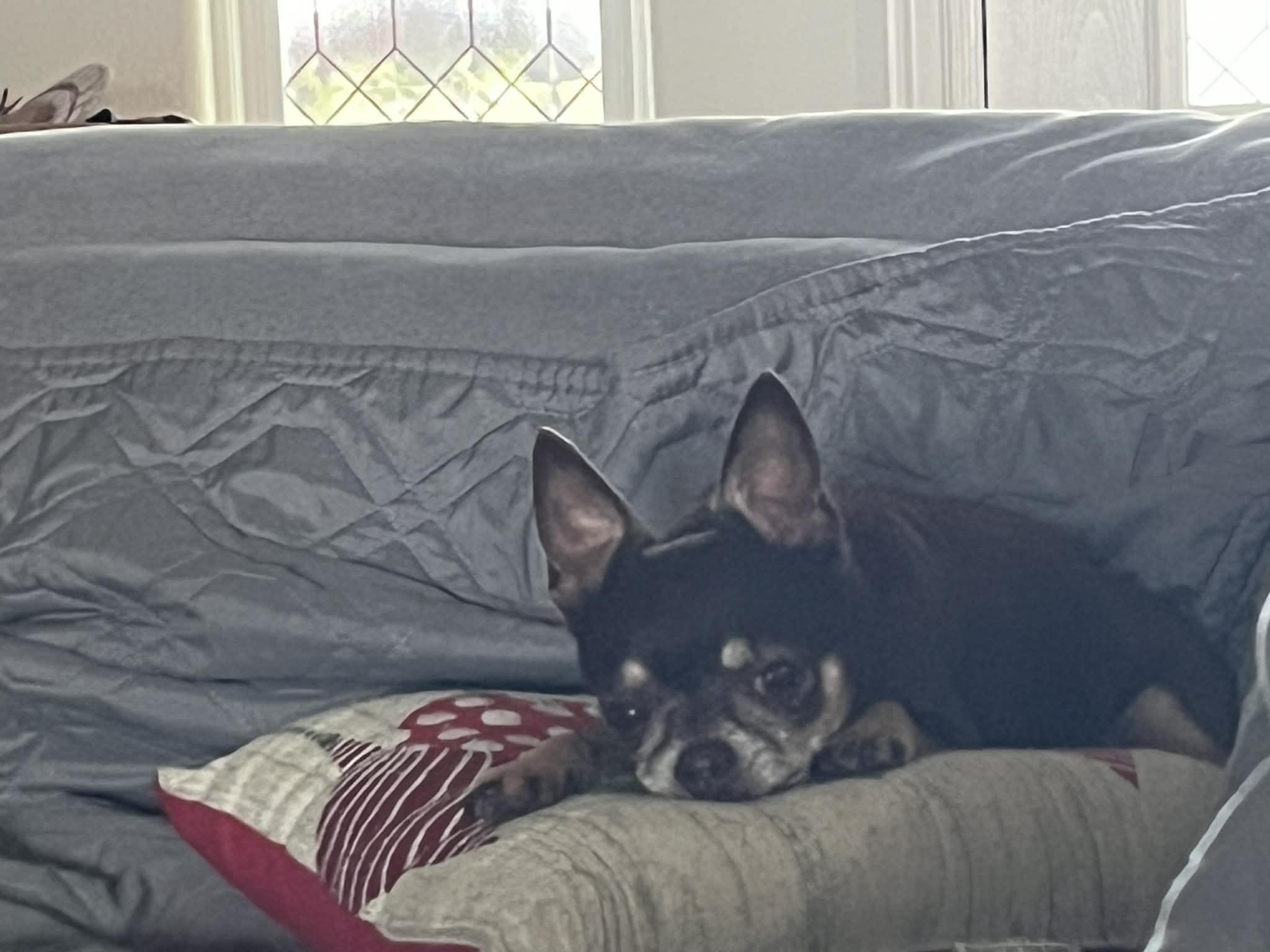 Harry, Adoptable, Senior Male Chihuahua.