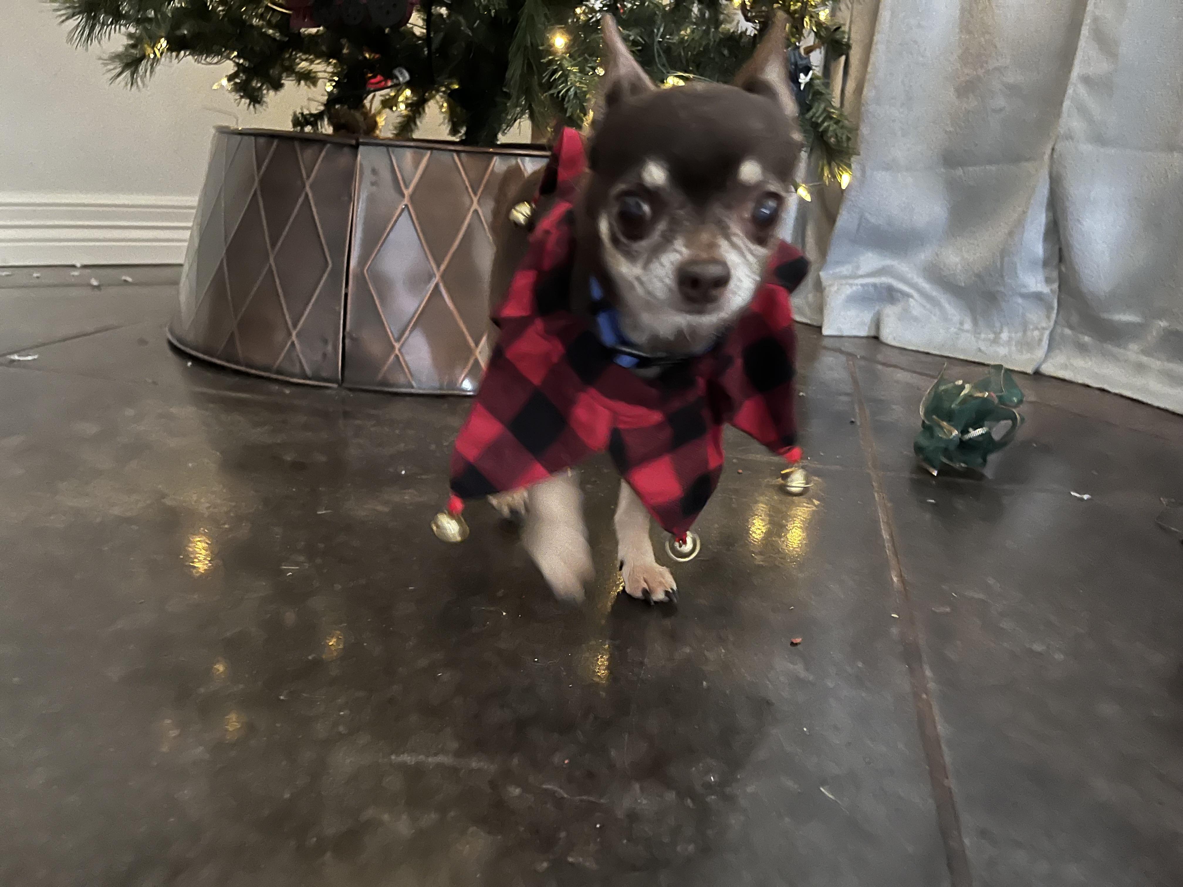 Enlarge Harry, a Adoptable Chihuahua in Houston, TX image 2/5