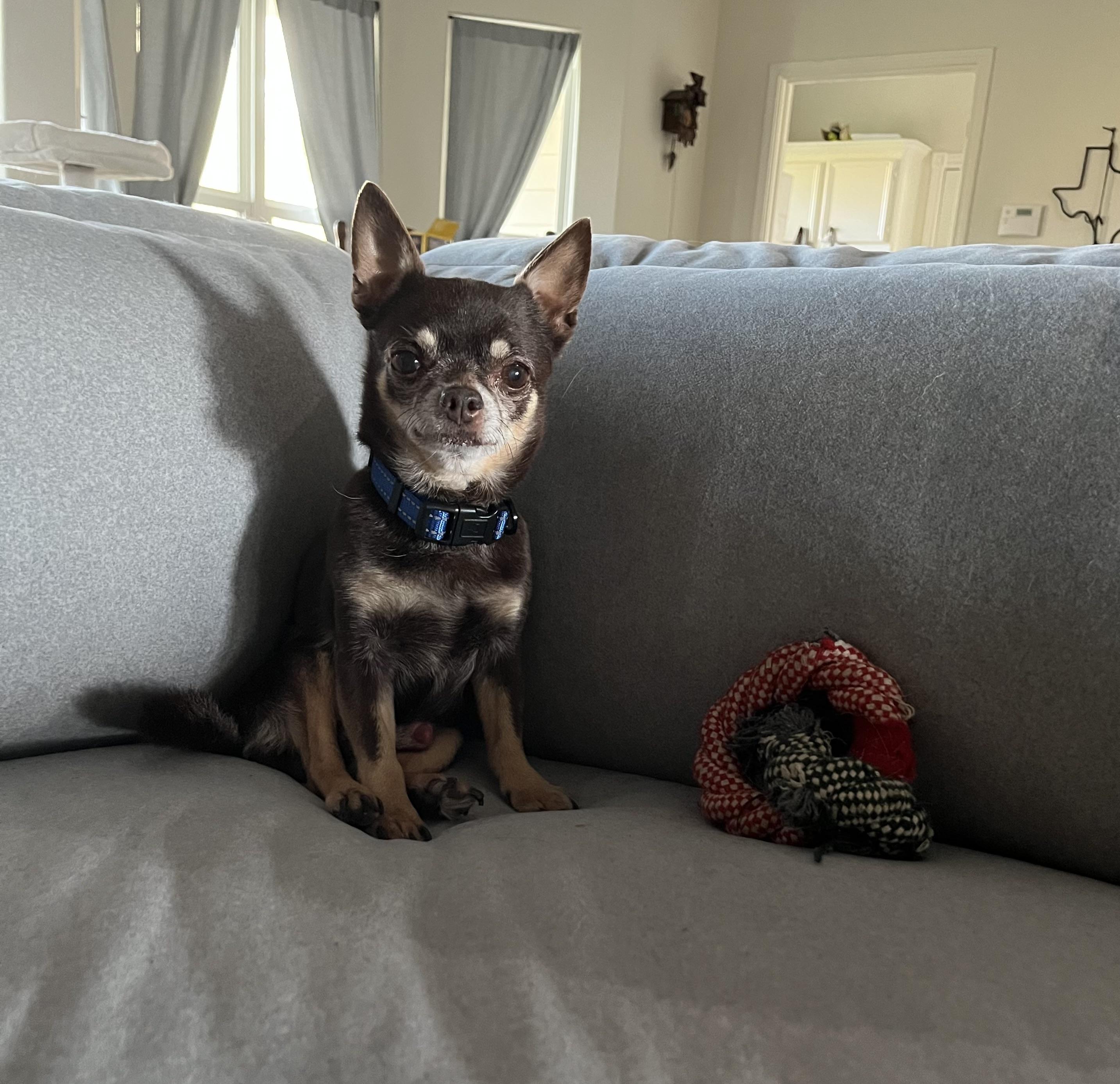 Harry, Adopted, Senior Male Chihuahua.