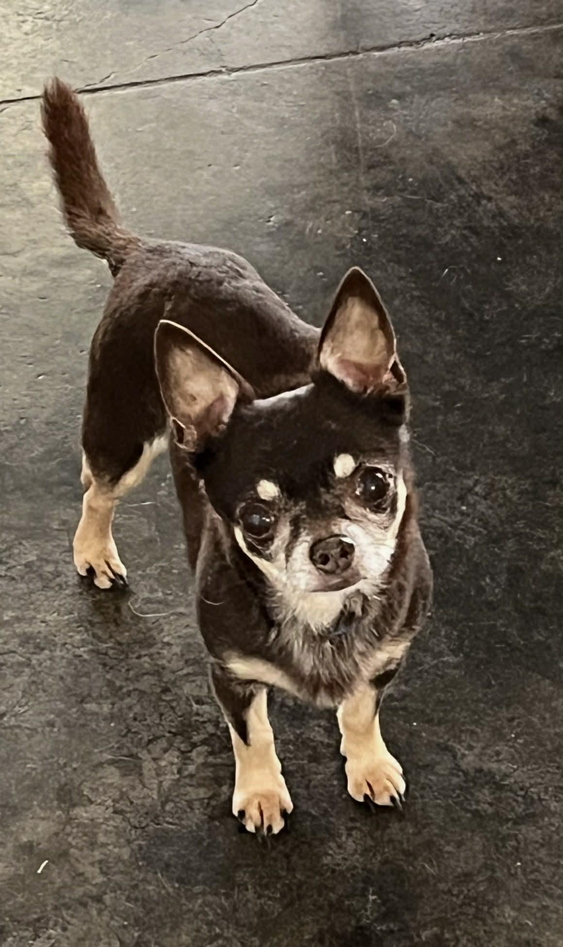 Enlarge Harry, a Adoptable Chihuahua in Houston, TX image 5/5