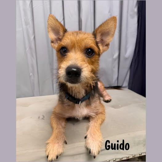 Enlarge Guido, a Adoptable mixed breed in Shreveport, LA image 1/1