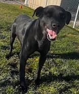 Enlarge Stolas / 59851578, a Adoptable mixed breed in Elko, NV image 2/2