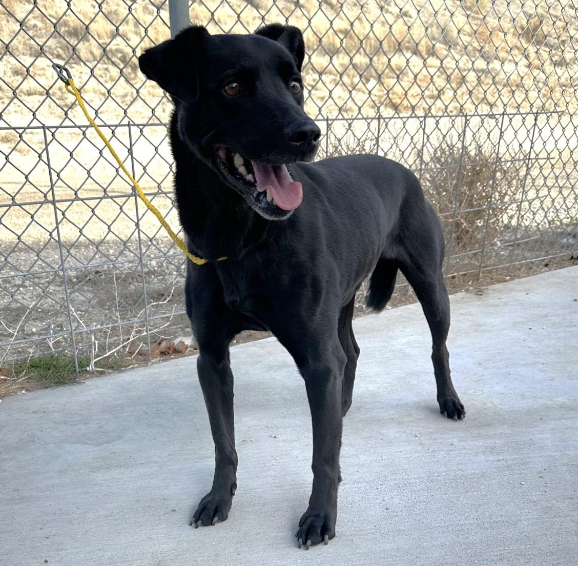 Enlarge Stolas / 59851578, a Adoptable mixed breed in Elko, NV image 1/2