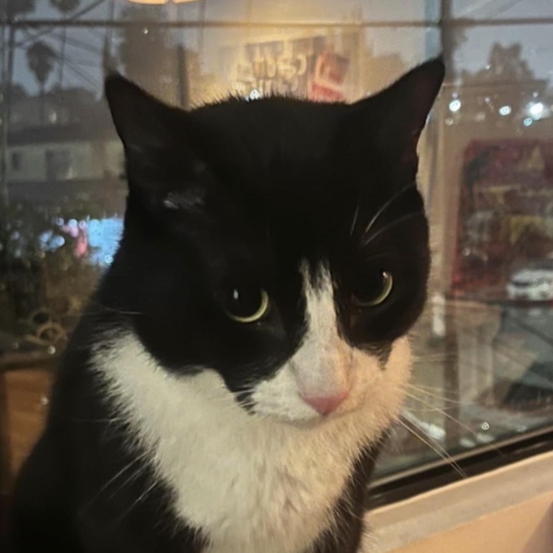 Enlarge Hey Jude! "Cuddle Buddy", a Adopted Tuxedo in Los Angeles, CA image 3/5