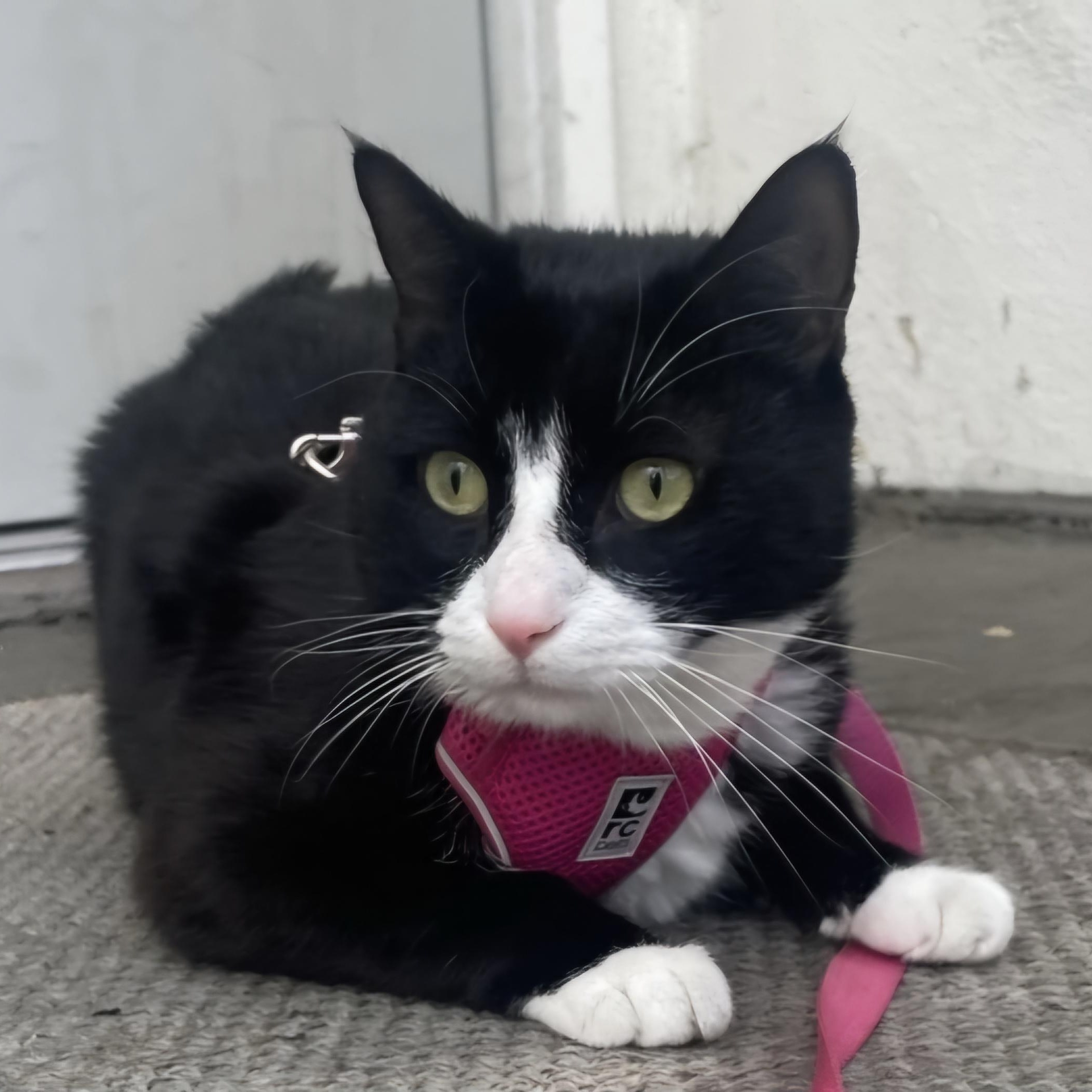 Enlarge Hey Jude! "Cuddle Buddy", a Adopted Tuxedo in Los Angeles, CA image 2/5