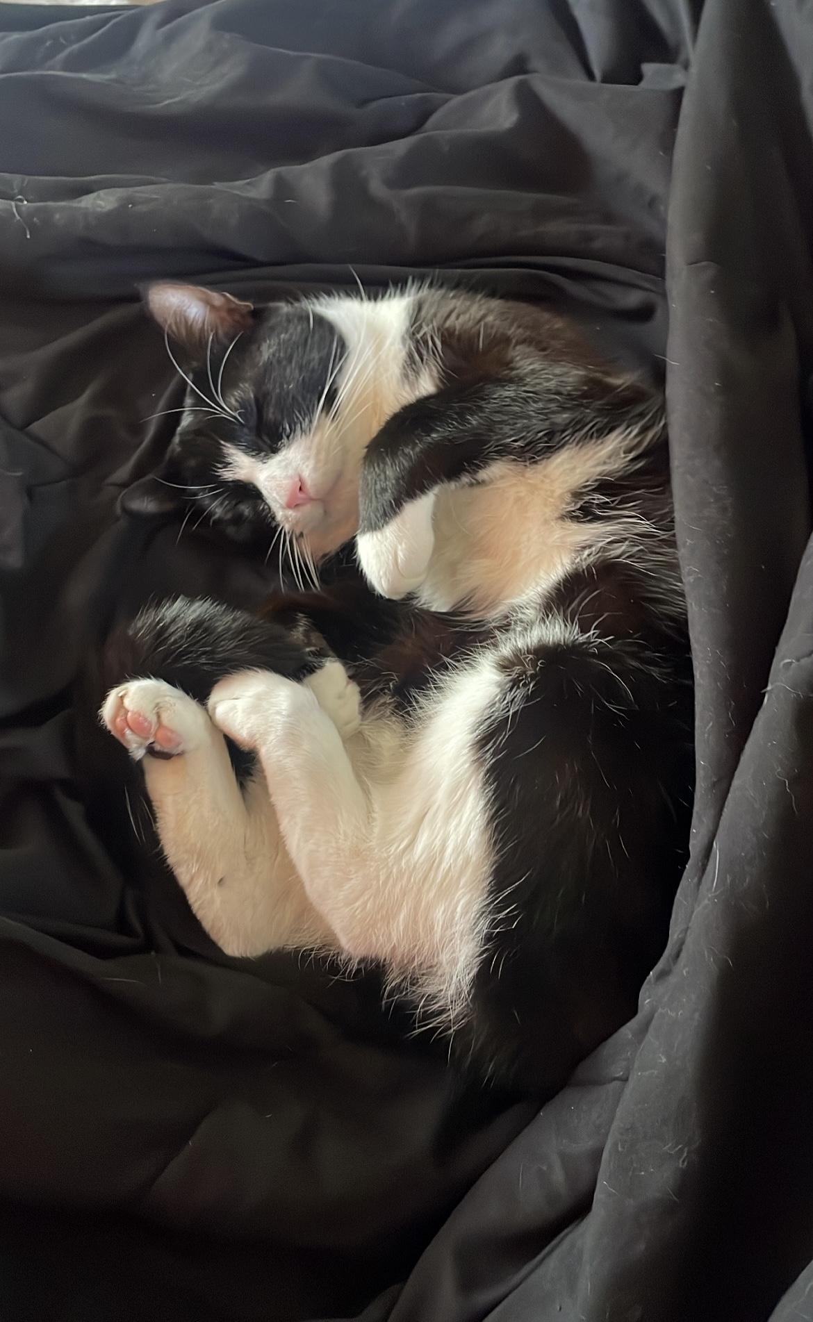 Enlarge Hey Jude! "Cuddle Buddy", a Adopted Tuxedo in Los Angeles, CA image 4/5