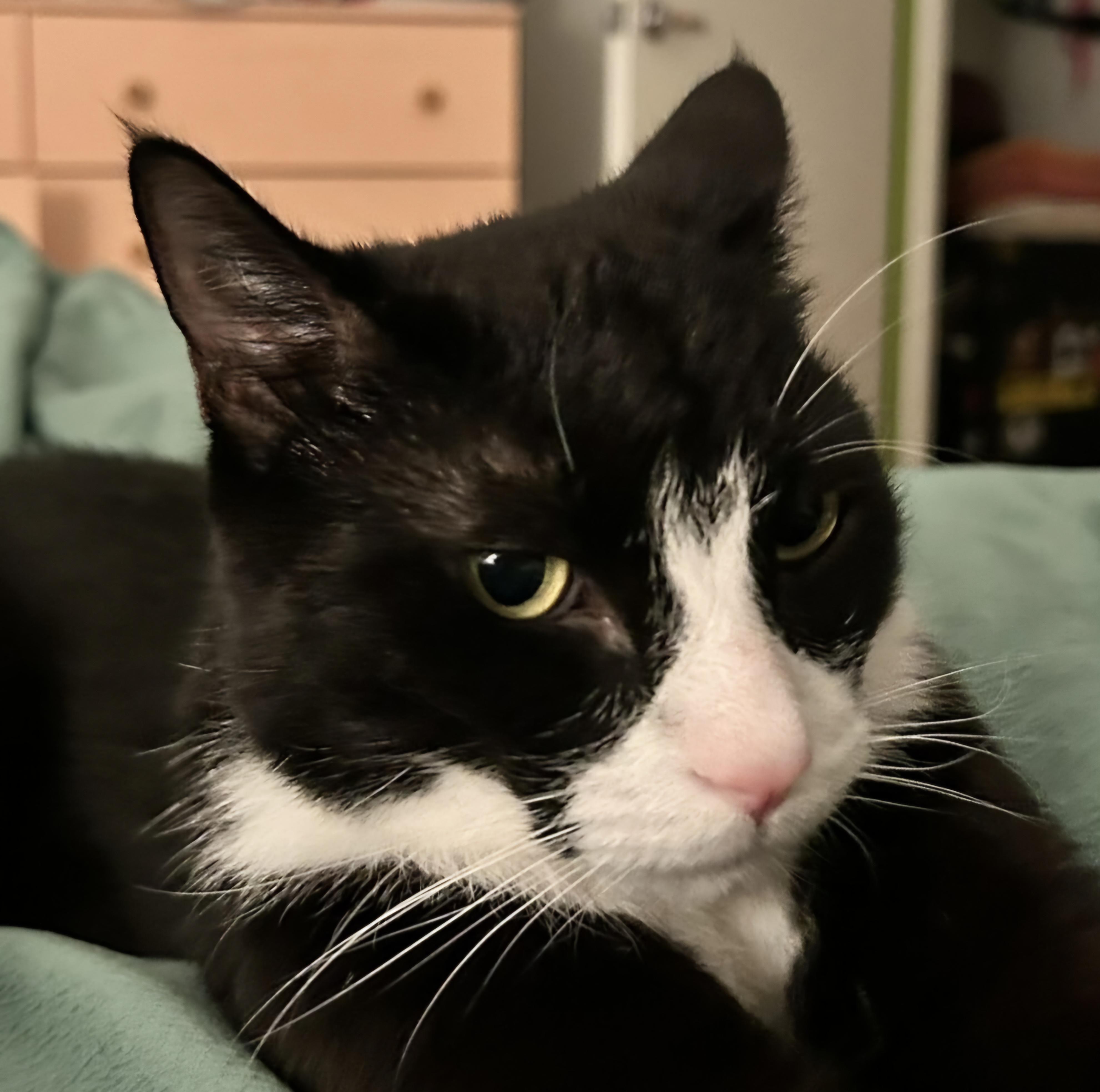 Enlarge Hey Jude! "Cuddle Buddy", a Adopted Tuxedo in Los Angeles, CA image 5/5