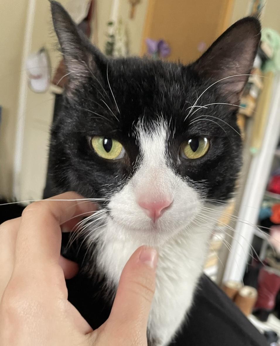 Enlarge Hey Jude! "Cuddle Buddy", a Adopted Tuxedo in Los Angeles, CA image 1/5
