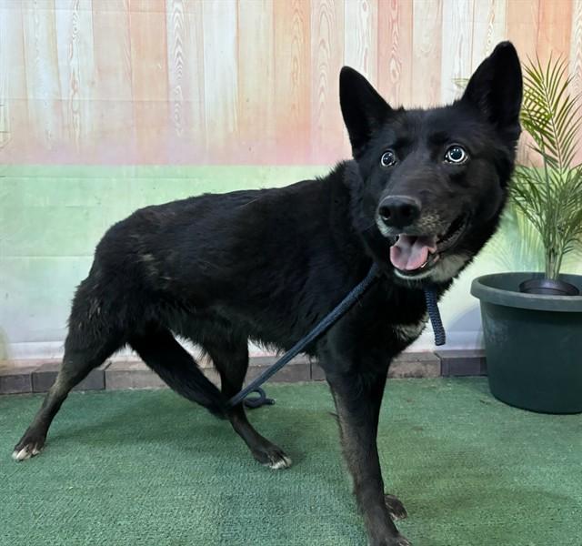 Enlarge IRIS, a Adoptable Siberian Husky in Baldwin Park, CA image 1/1