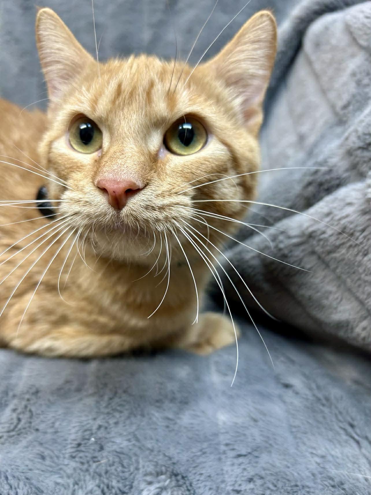 Enlarge Jinu , a ADOPTABLE Domestic Short Hair in Alexandria, MN image 3/3