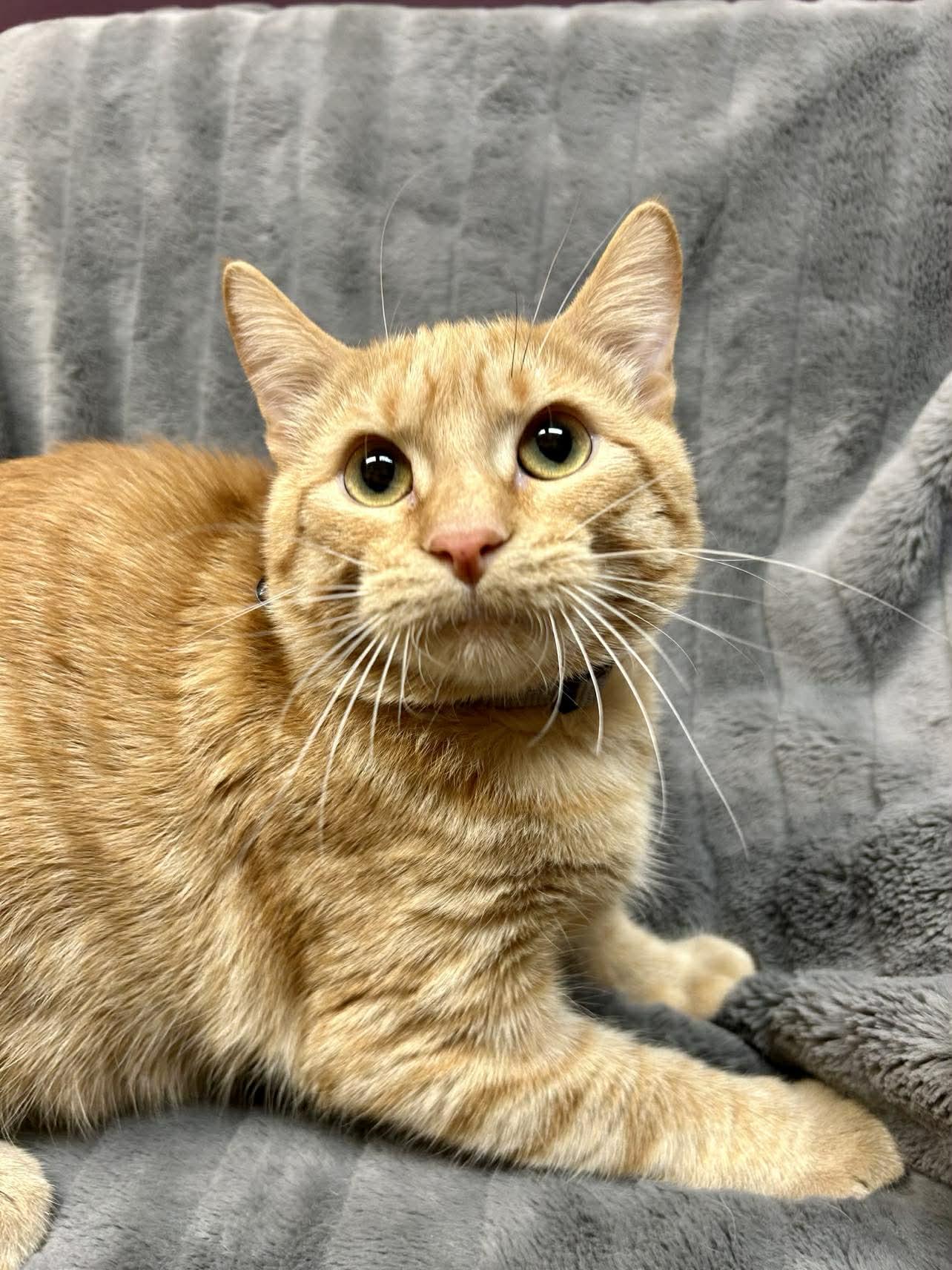 Enlarge Jinu , a ADOPTABLE Domestic Short Hair in Alexandria, MN image 1/3