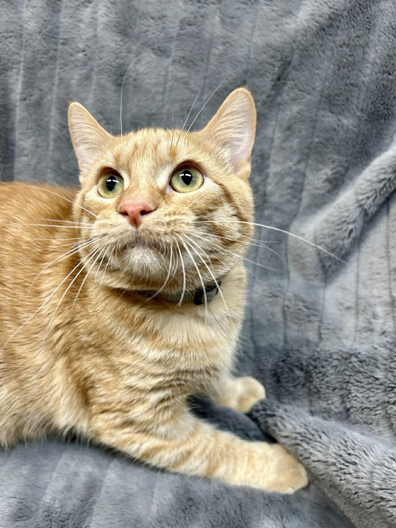Enlarge Jinu , a ADOPTABLE Domestic Short Hair in Alexandria, MN image 2/3