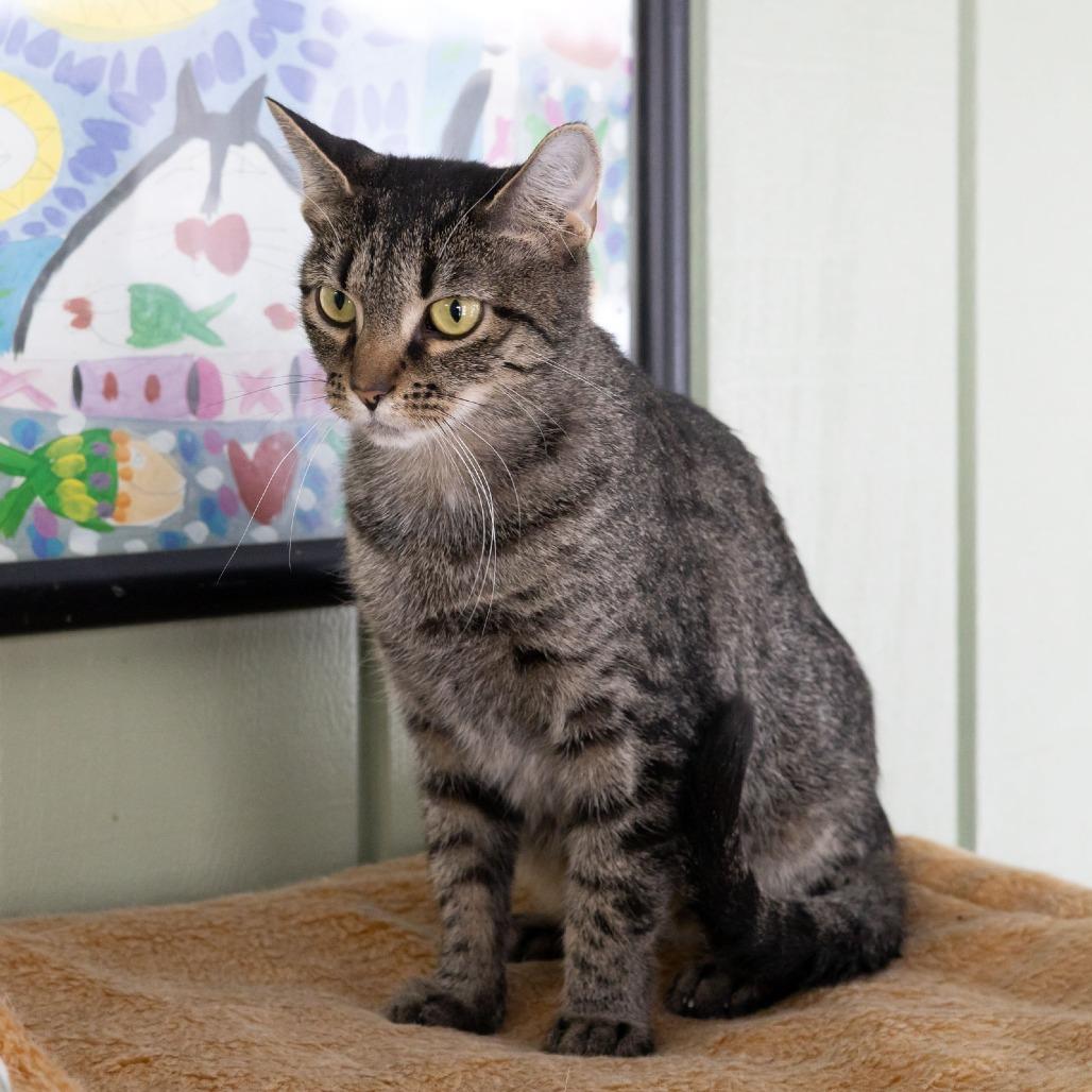 Emmylou, Adoptable, Adult Female Domestic Short Hair.