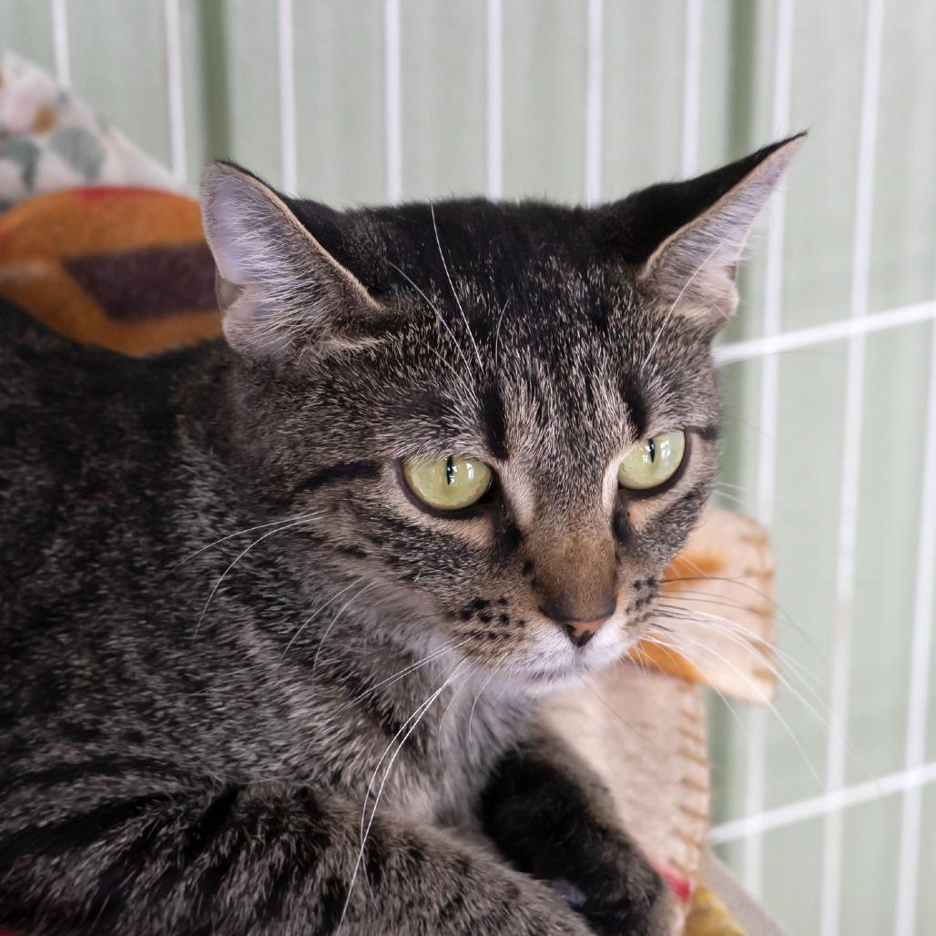 Emmylou, a Adoptable Domestic Short Hair in McKean, PA image 2/5