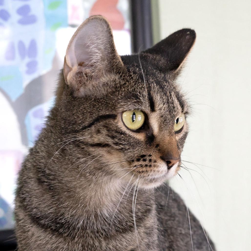 Emmylou, a Adoptable Domestic Short Hair in McKean, PA image 3/5