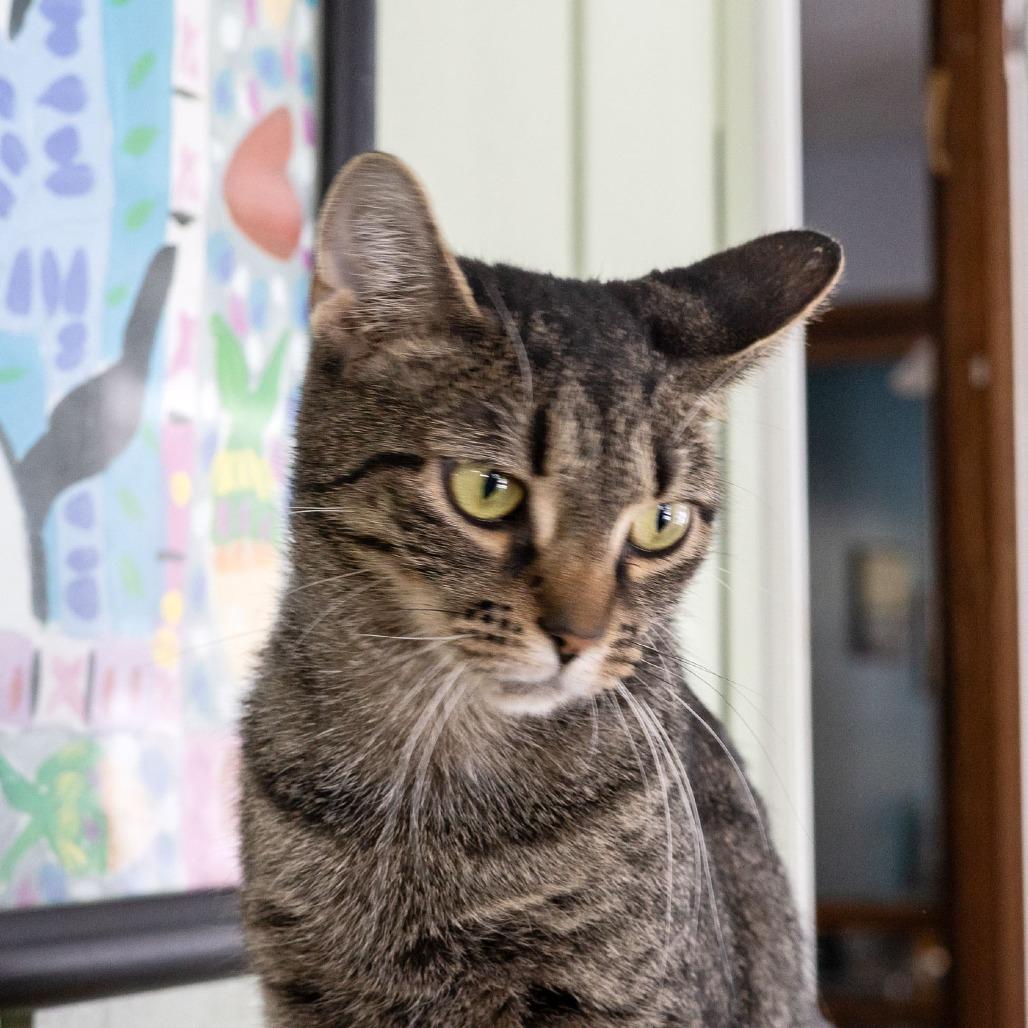 Emmylou, a Adoptable Domestic Short Hair in McKean, PA image 4/5
