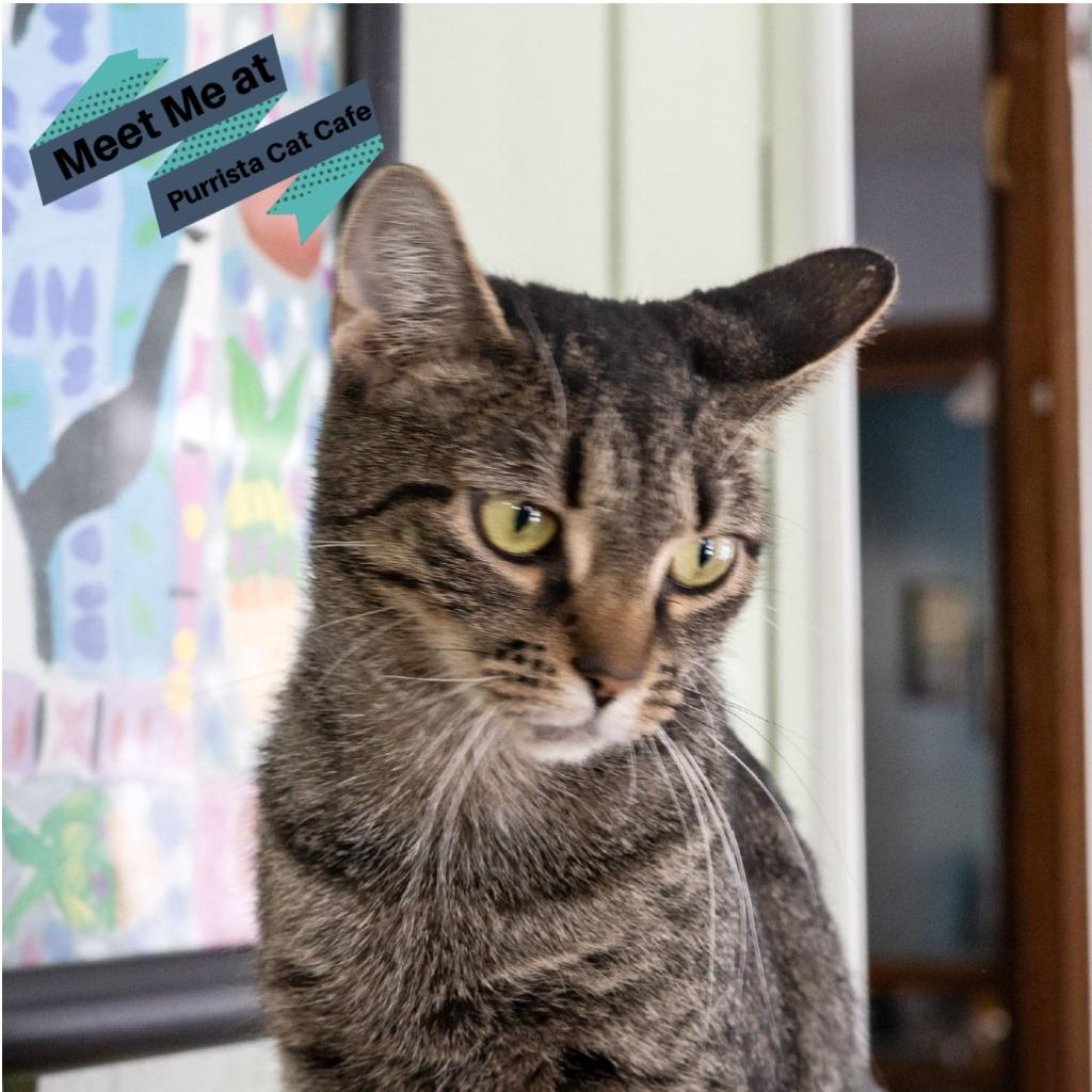 Emmylou, a Adoptable Domestic Short Hair in McKean, PA image 5/5